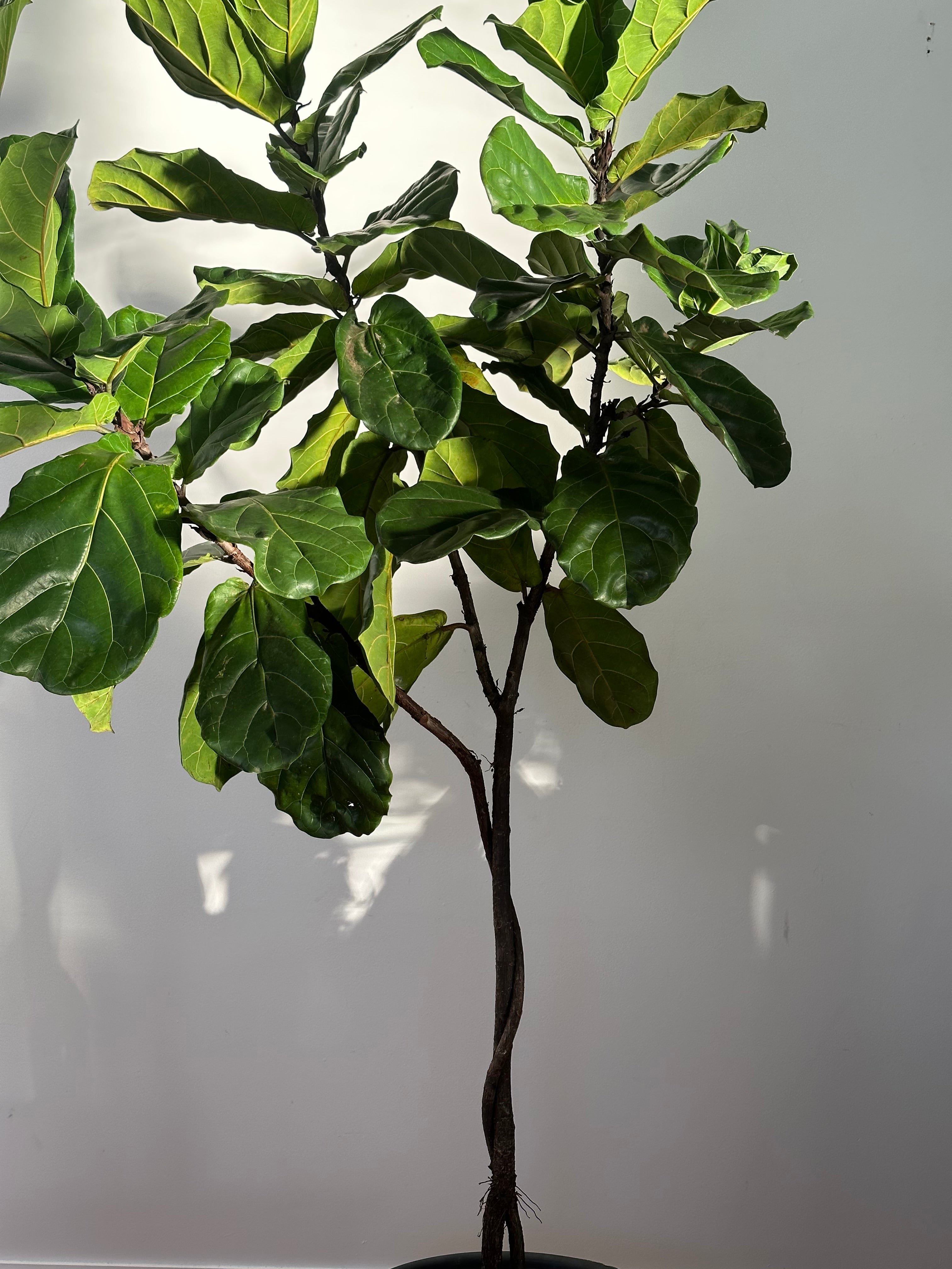 Ficus lyrata (Fiddle Leaf Fig) Living Sculpture – Plaited trunk