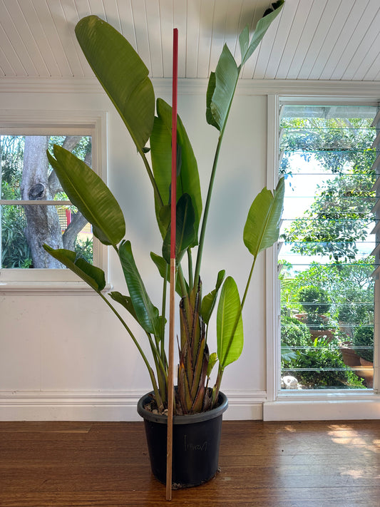 Giant Bird of Paradise / Strelitzia nicolai / Ø40cm / 1.9m h / "Imran"