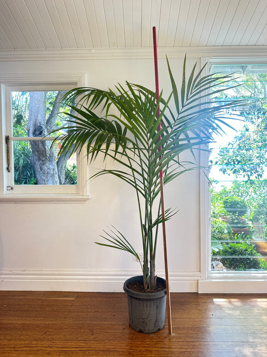 Kentia Palm / Howea forsteriana / Ø30cm / 1.7m h / "Jordyn"