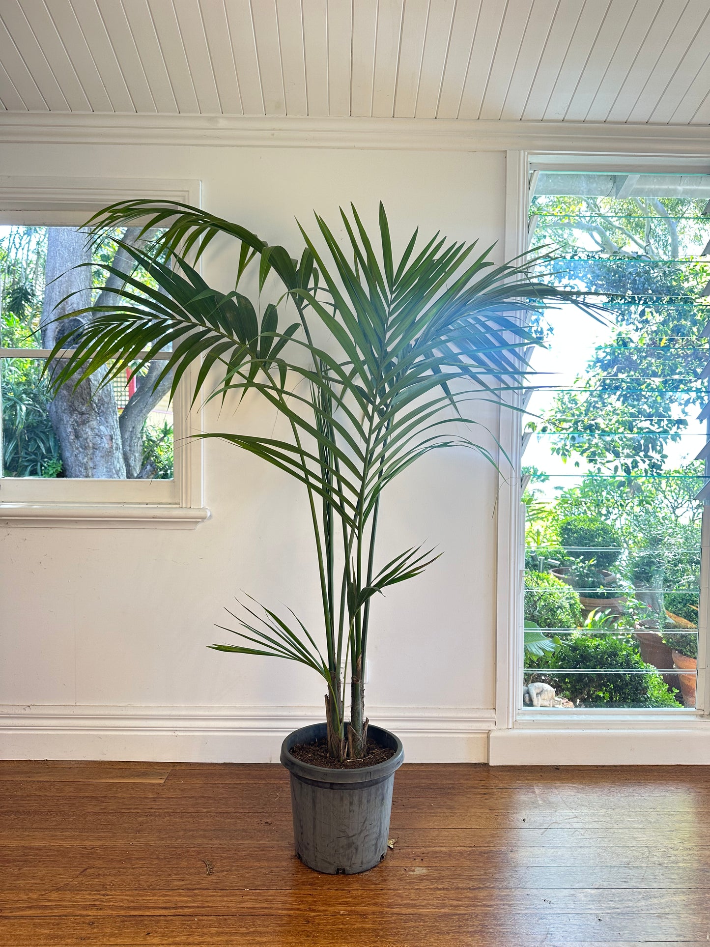 Kentia Palm / Howea forsteriana / Ø30cm / 1.7m h / "Jordyn"