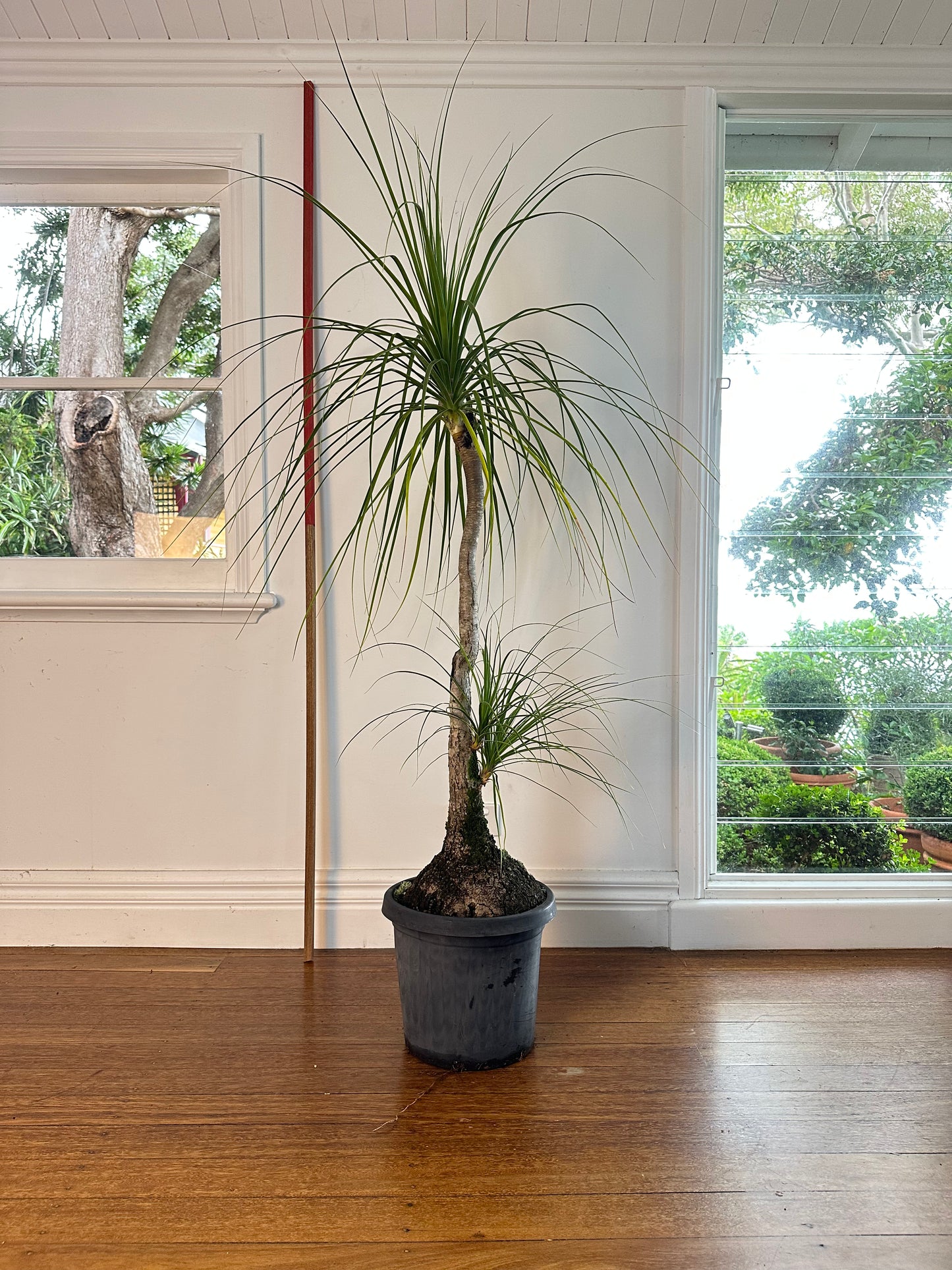 Ponytail Palm / Beauarnea recurvata / Ø300mm / 1.75m h / "Julius"