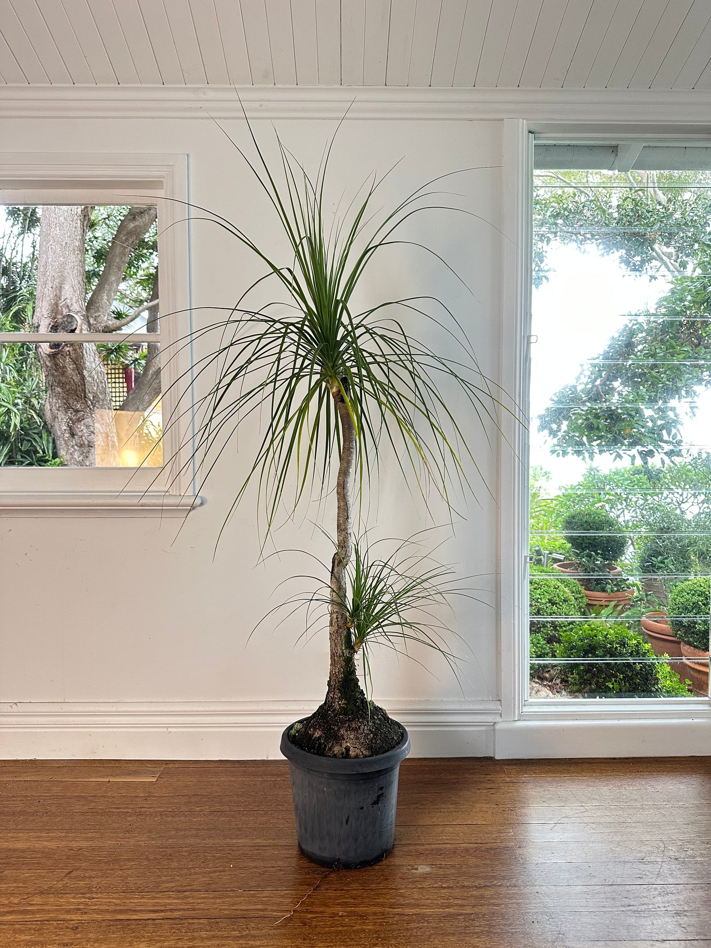 Ponytail Palm / Beauarnea recurvata / Ø300mm / 1.75m h / "Julius"