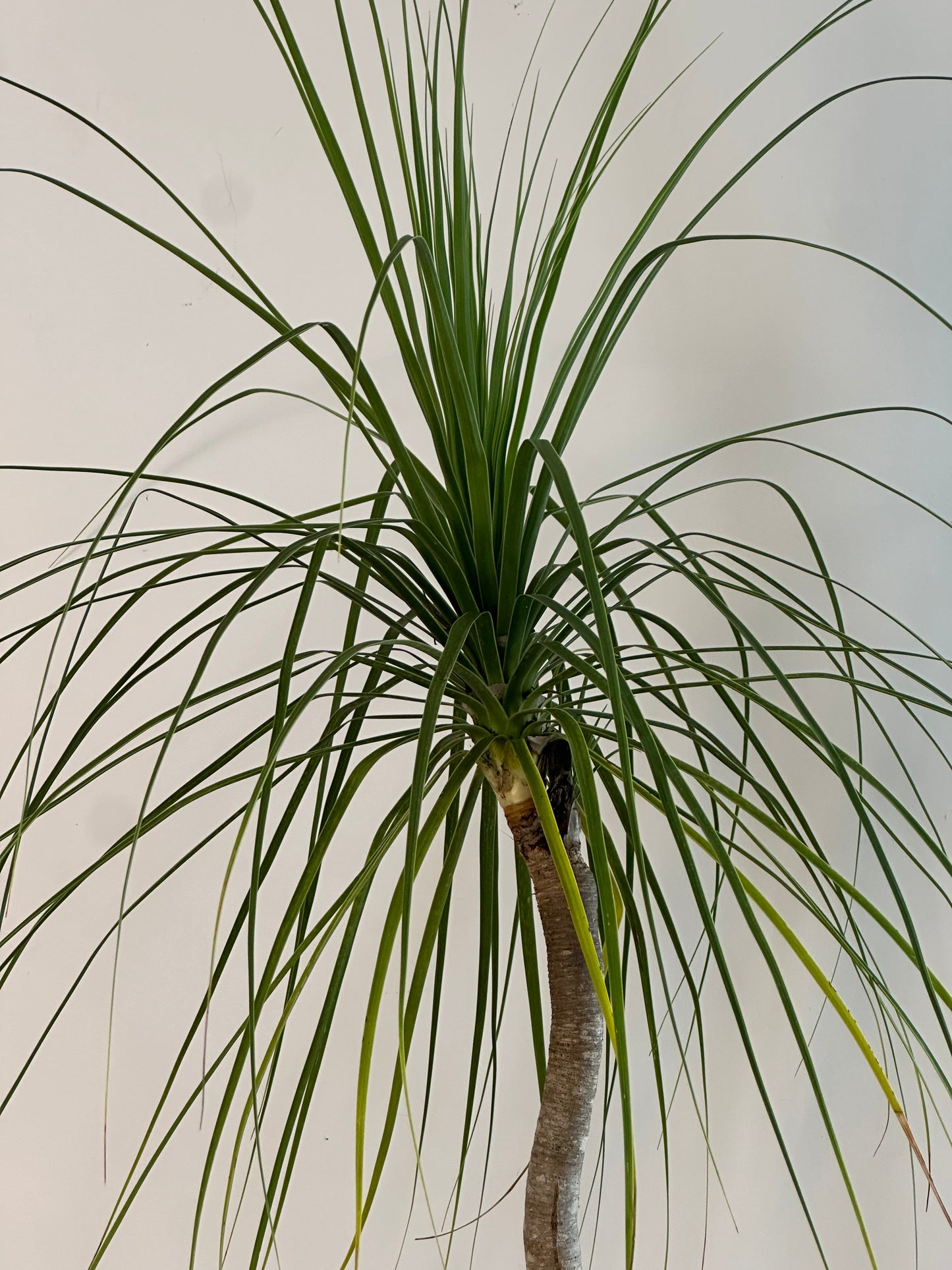 Ponytail Palm / Beauarnea recurvata / Ø300mm / 1.75m h / "Julius"