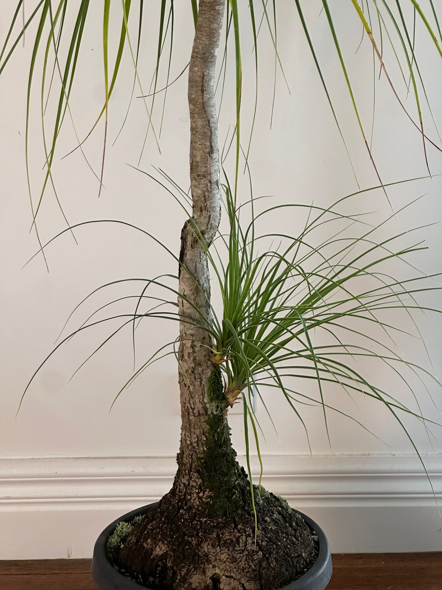 Ponytail Palm / Beauarnea recurvata / Ø300mm / 1.75m h / "Julius"