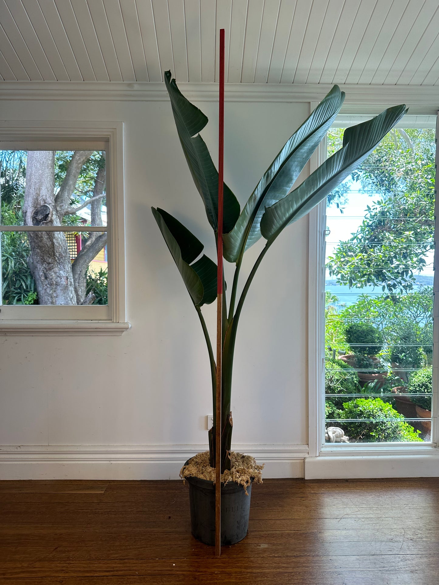 Giant Bird of Paradise / Strelitzia nicolai / Ø30cm / 1.8m h / "Kieran"