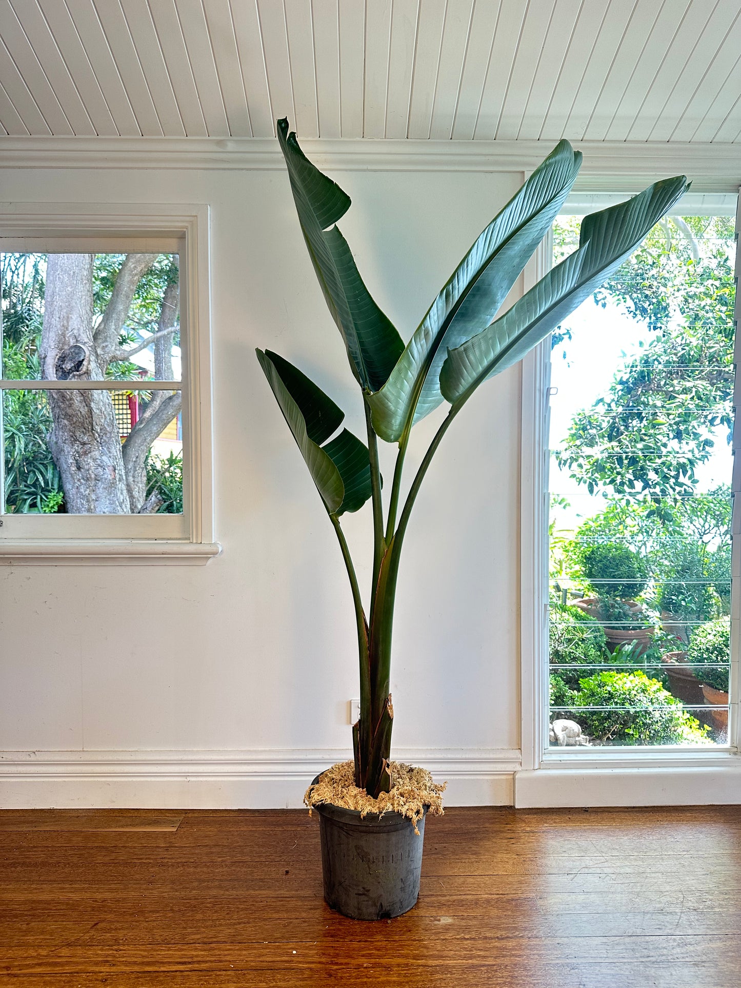 Giant Bird of Paradise / Strelitzia nicolai / Ø30cm / 1.8m h / "Kieran"