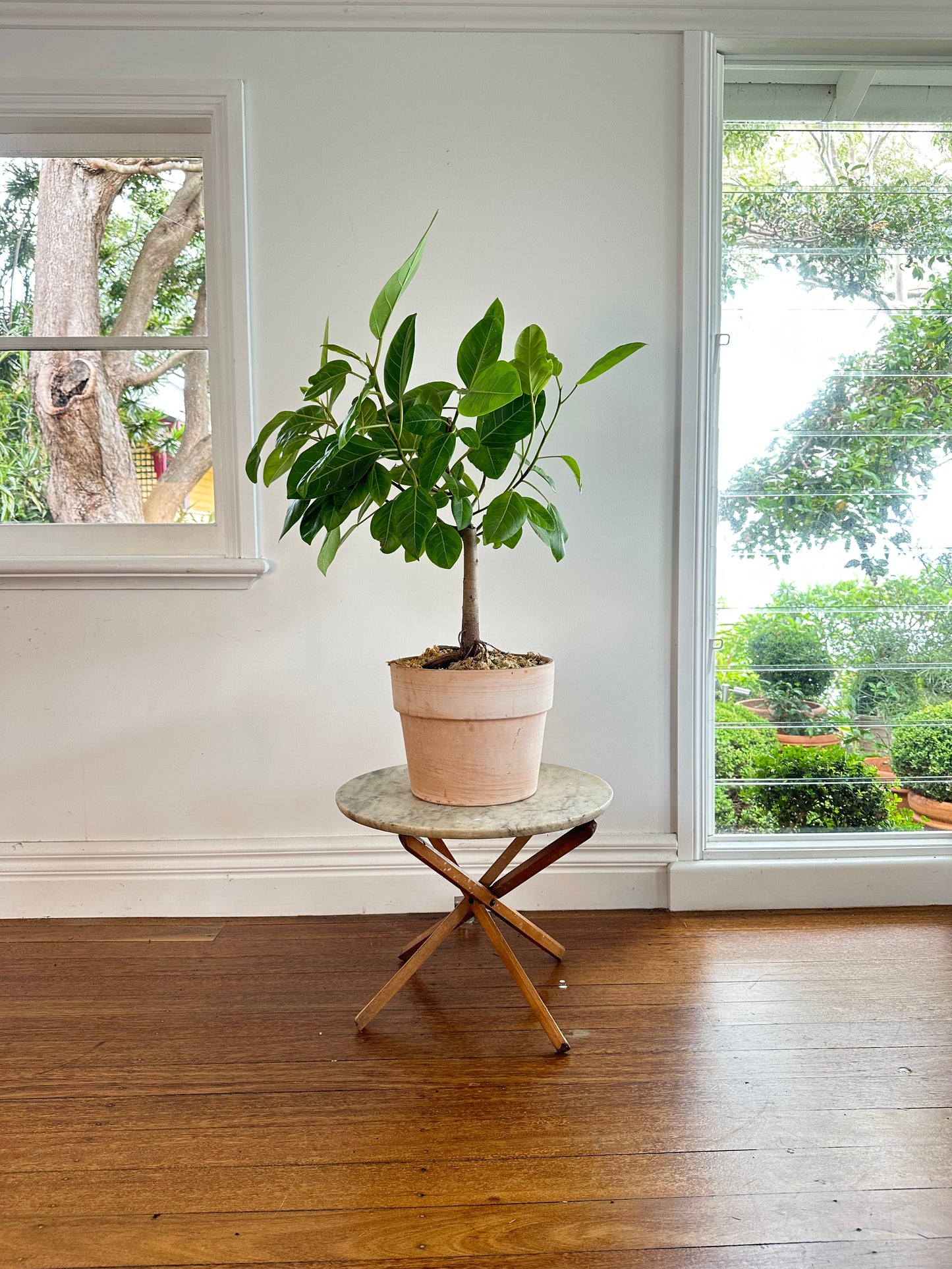 *POTTED / Rubber tree / Ficus elastica lemon lime / Italian Terracotta Pot Ø30cm / 1.1m tall / "Cate"