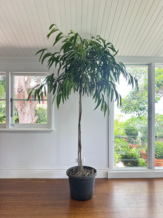 Narrow Leaf Fig Standard / Ficus longifolia / Ø40cm / 2.1m h / "Luca"