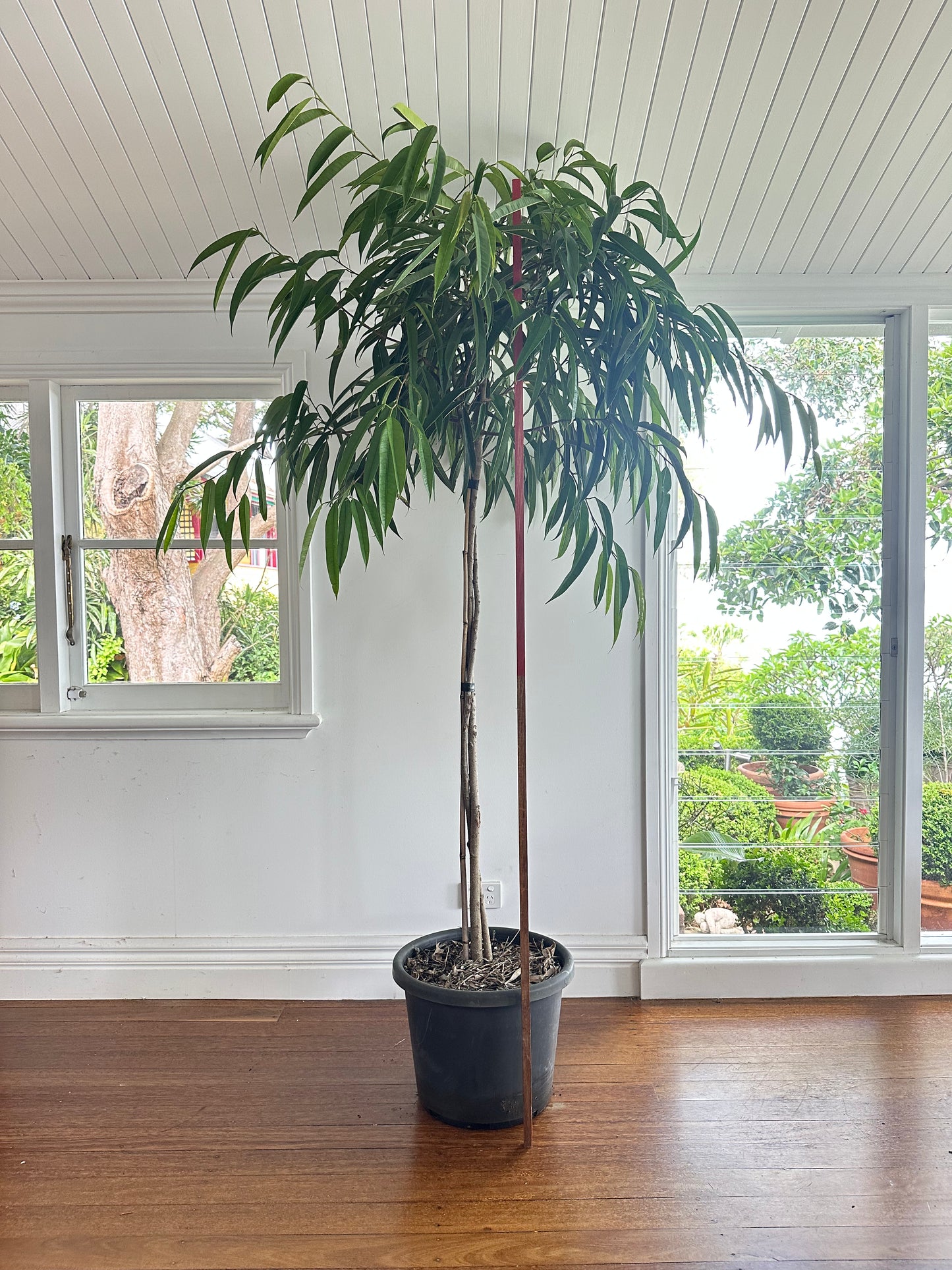 Narrow Leaf Fig Standard / Ficus longifolia / Ø40cm / 2.1m h / "Luca"