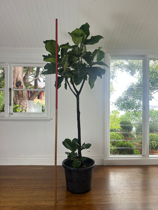 Fiddle Leaf Fig / Ficus lyrata / Ø40cm / 2m h / "Lazarus"