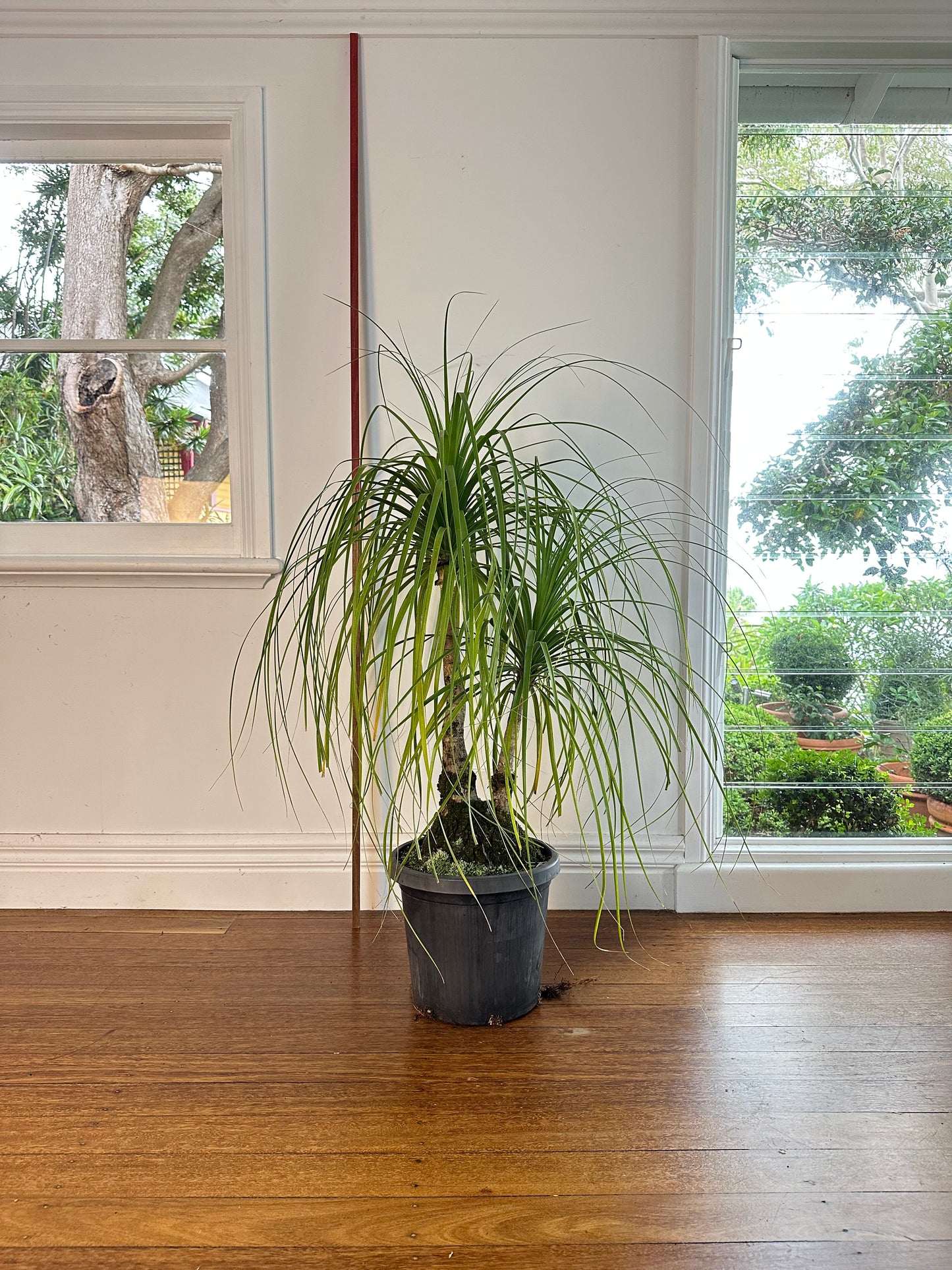 Ponytail Palm / Beauarnea recurvata / Ø300mm / 1.5m / "Luigi"