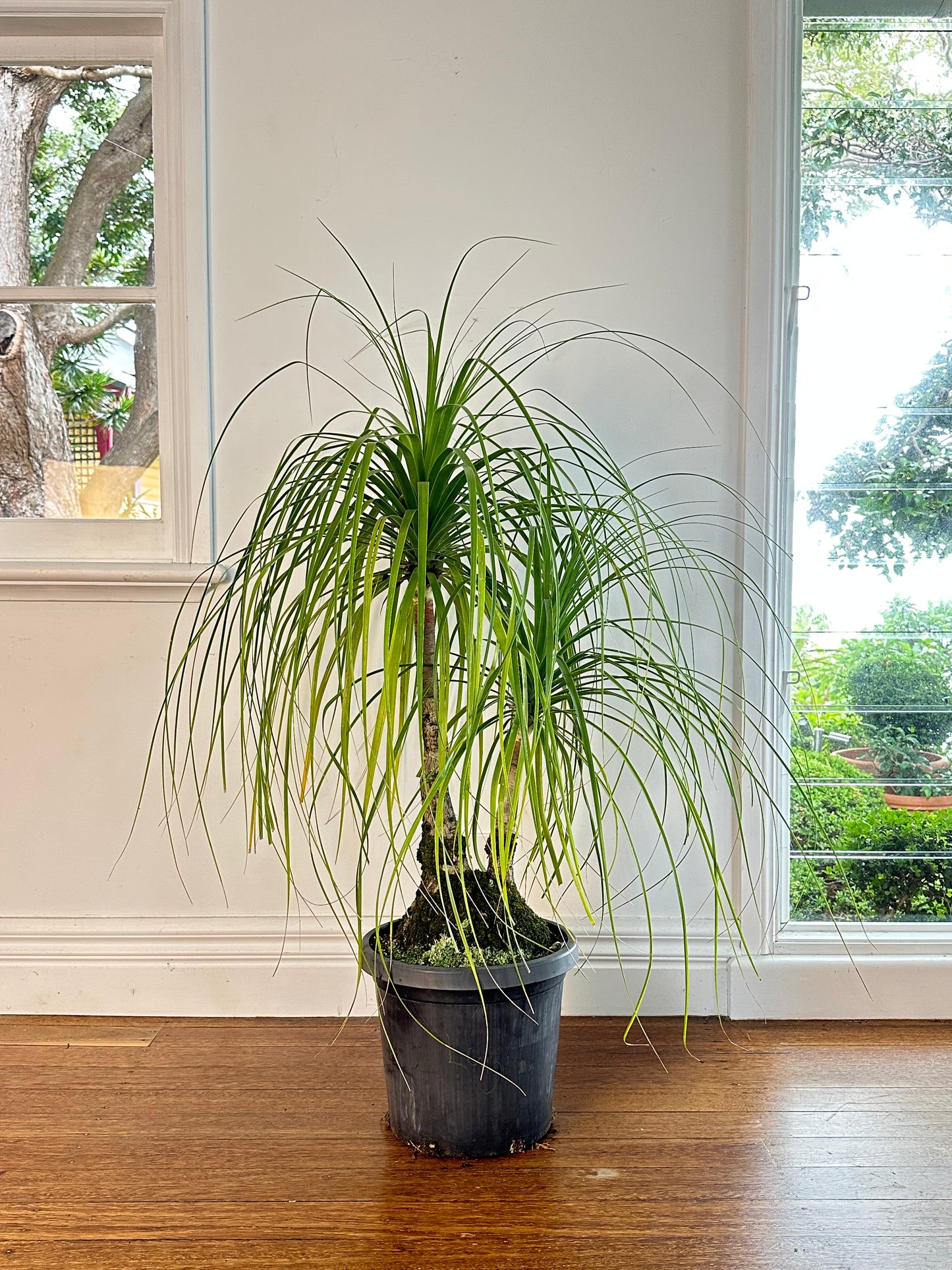 Ponytail Palm / Beauarnea recurvata / Ø300mm / 1.5m / "Luigi"