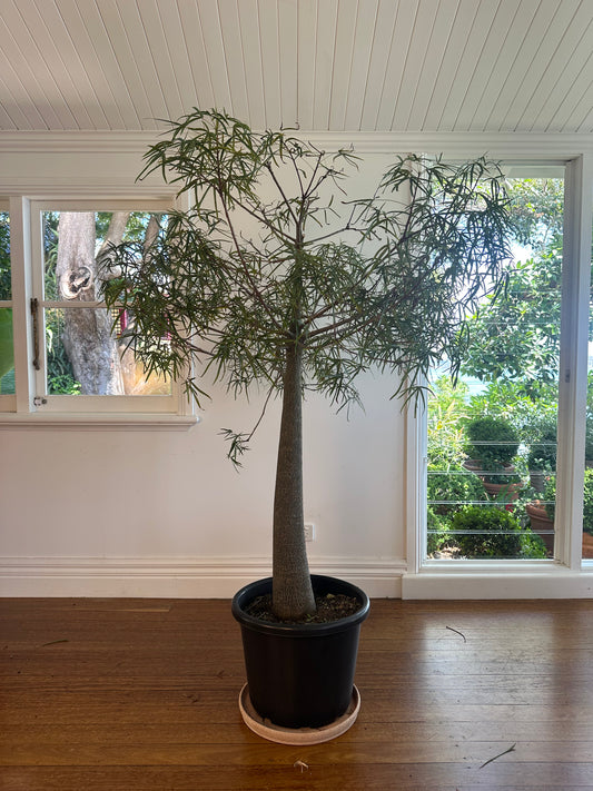 Bottle Tree / Brachychiton rupestris / Ø40cm / 1.85m tall / "Norman"