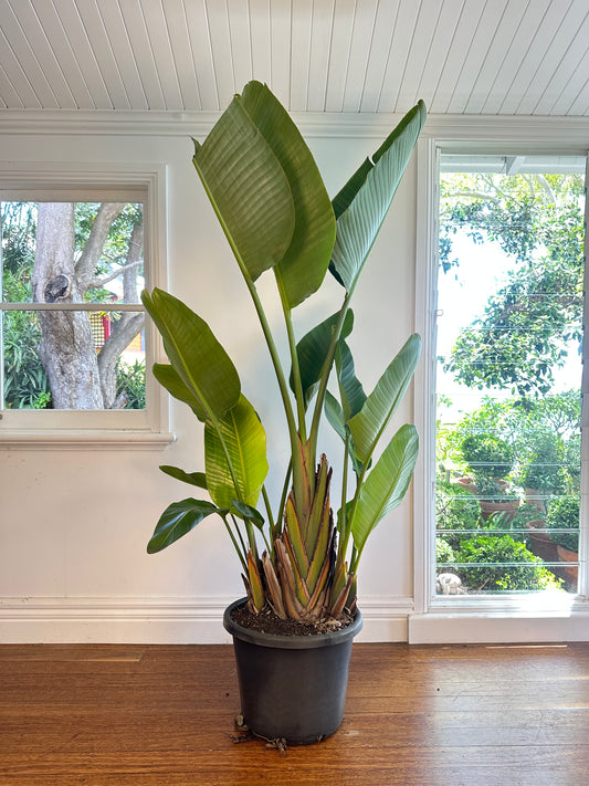 Giant Bird of Paradise / Strelitzia nicolai / Ø40cm / 1.9m h / "Penelope"