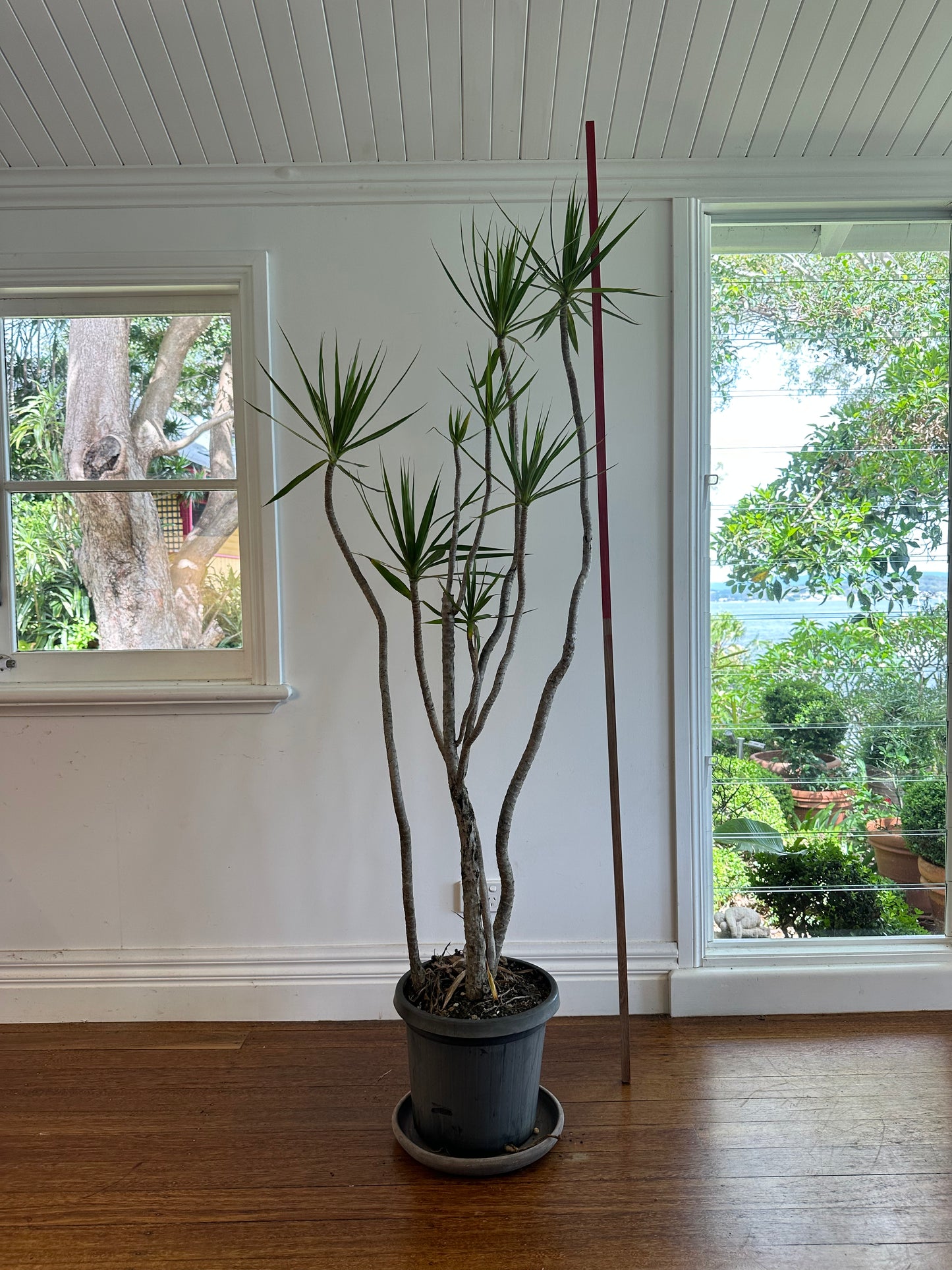 Dragon tree / Dracaena marginata / Ø30cm / 1.9m h/ "Rick"