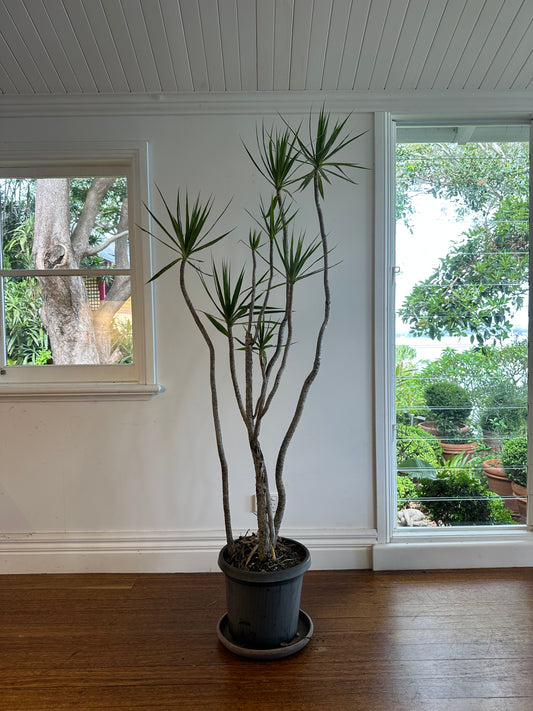 Dragon tree / Dracaena marginata / Ø30cm / 1.9m h/ "Rick"