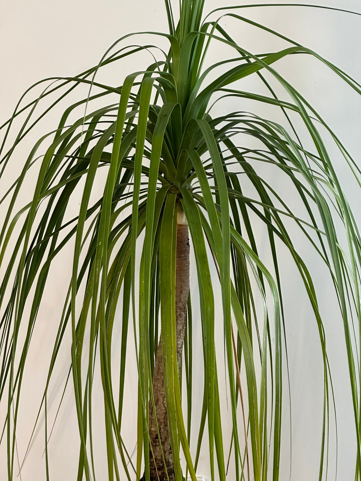 Ponytail Palm / Beauarnea recurvata / Ø300mm / 1.7m / Rory