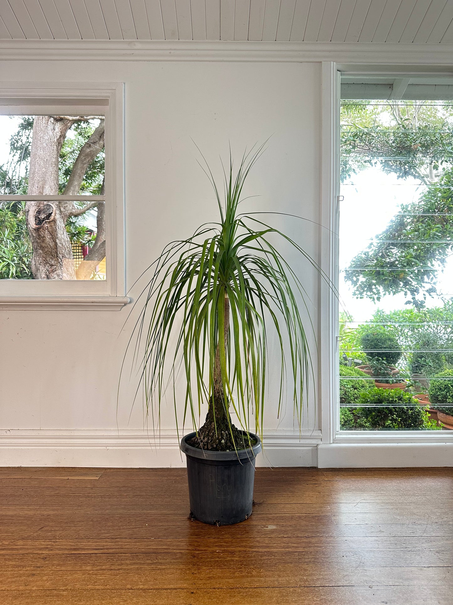 Ponytail Palm / Beauarnea recurvata / Ø300mm / 1.7m / Rory