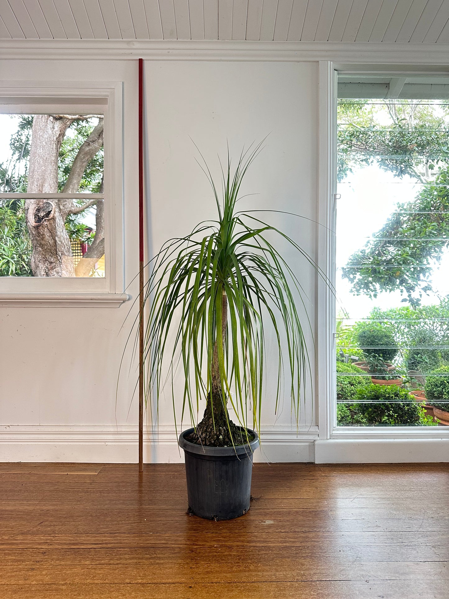 Ponytail Palm / Beauarnea recurvata / Ø300mm / 1.7m / Rory