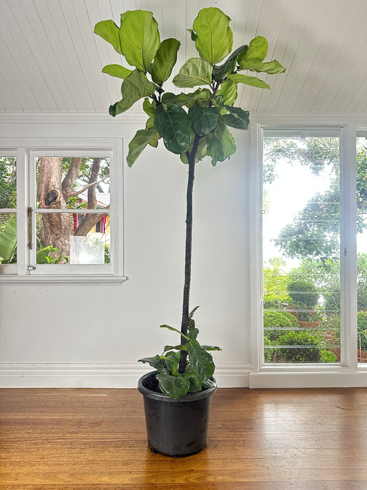 Fiddle Leaf Fig / Ficus lyrata / Ø40cm / 2.2m h / "Sisyphus"