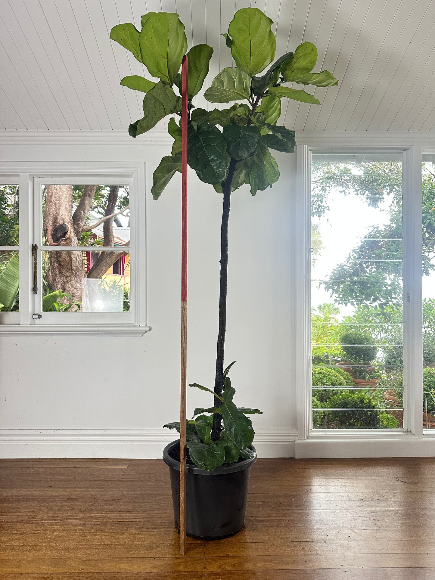 Fiddle Leaf Fig / Ficus lyrata / Ø40cm / 2.2m h / "Sisyphus"