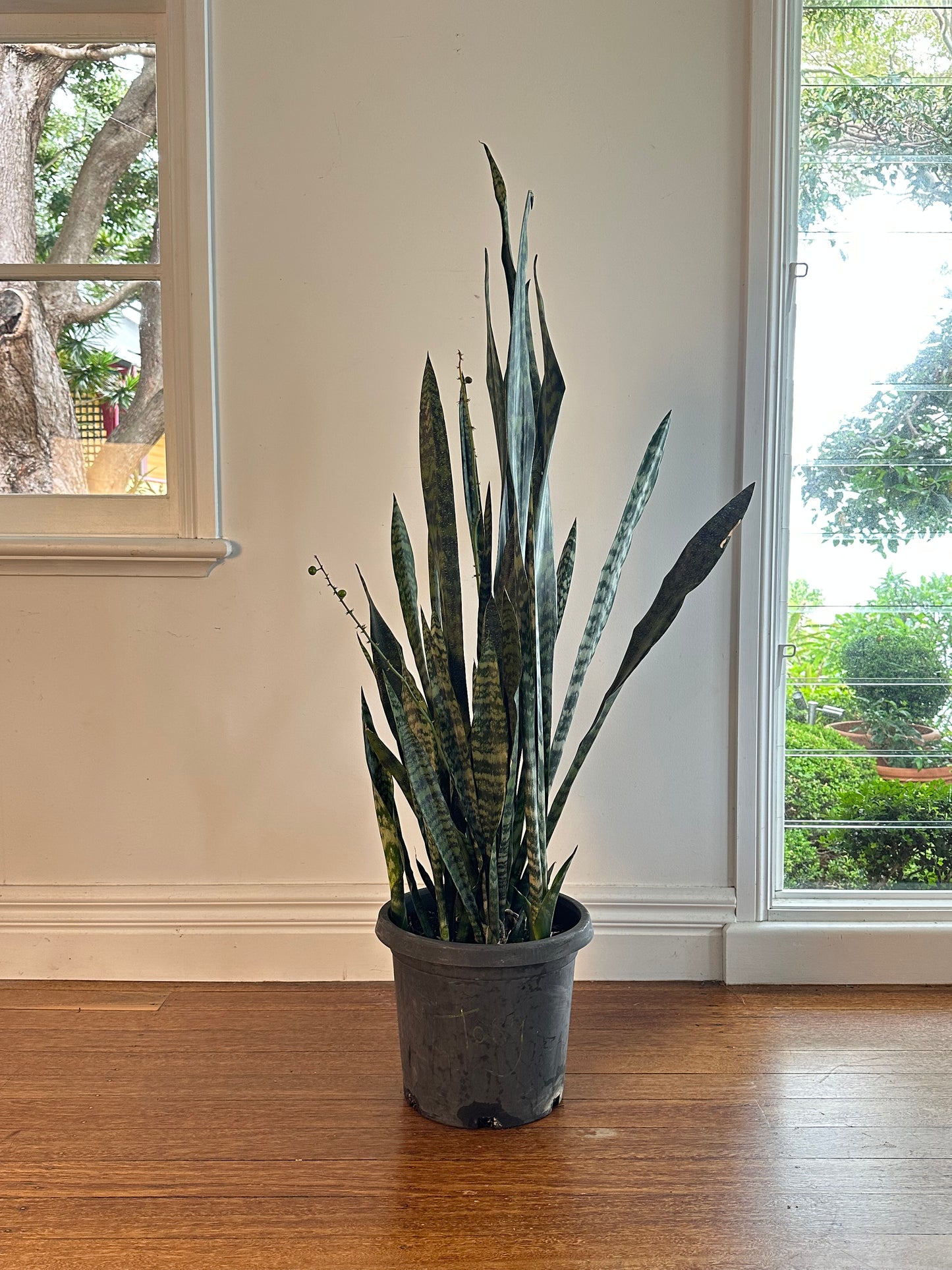 Snake Plant / Dracaena trifasciata / Ø30cm / 1.5m h / "Tony"