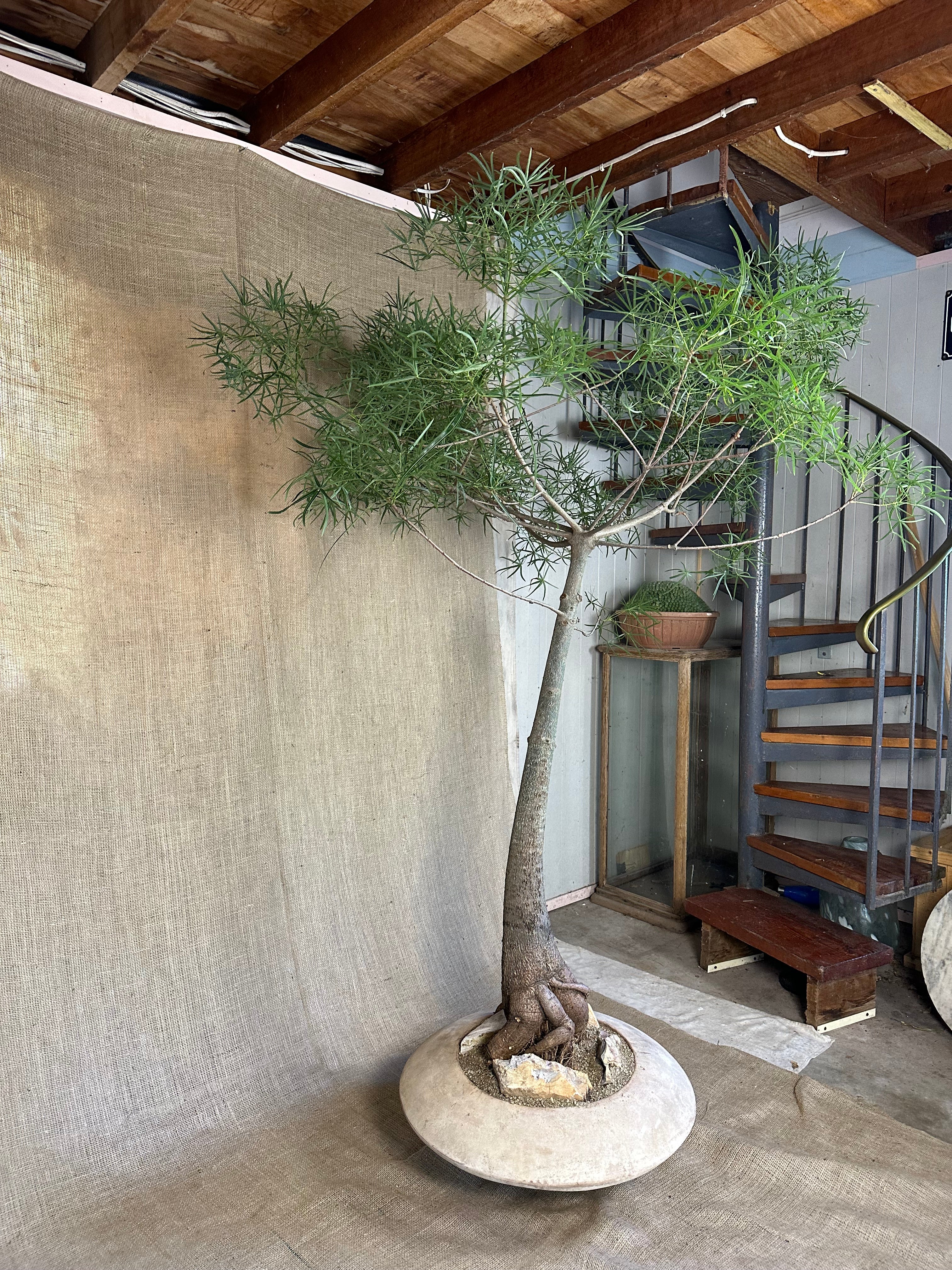 Bottle Tree (Brachychiton rupestris) in Terracotta UFO Pot