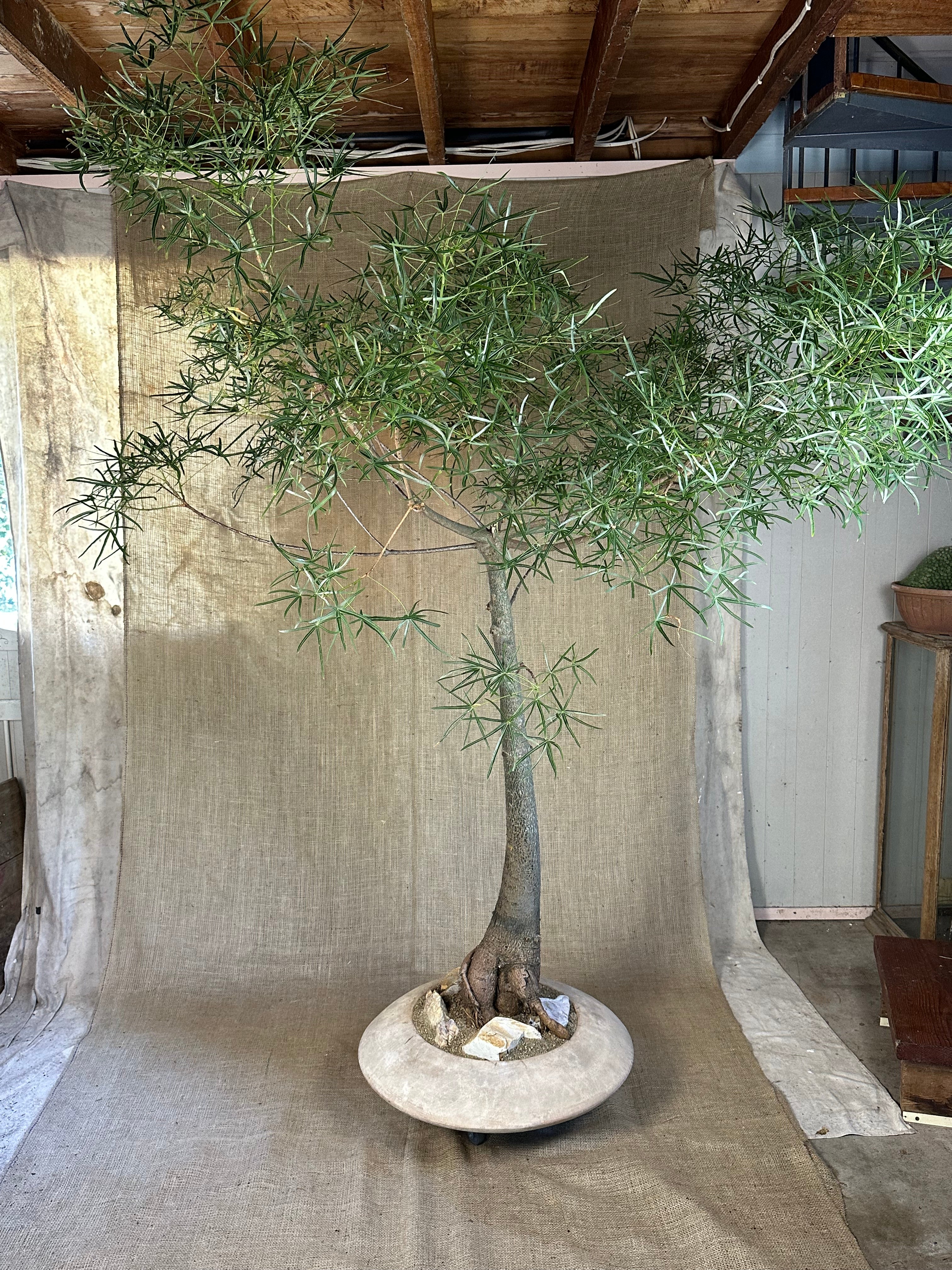 Bottle Tree (Brachychiton rupestris) in Terracotta UFO Pot