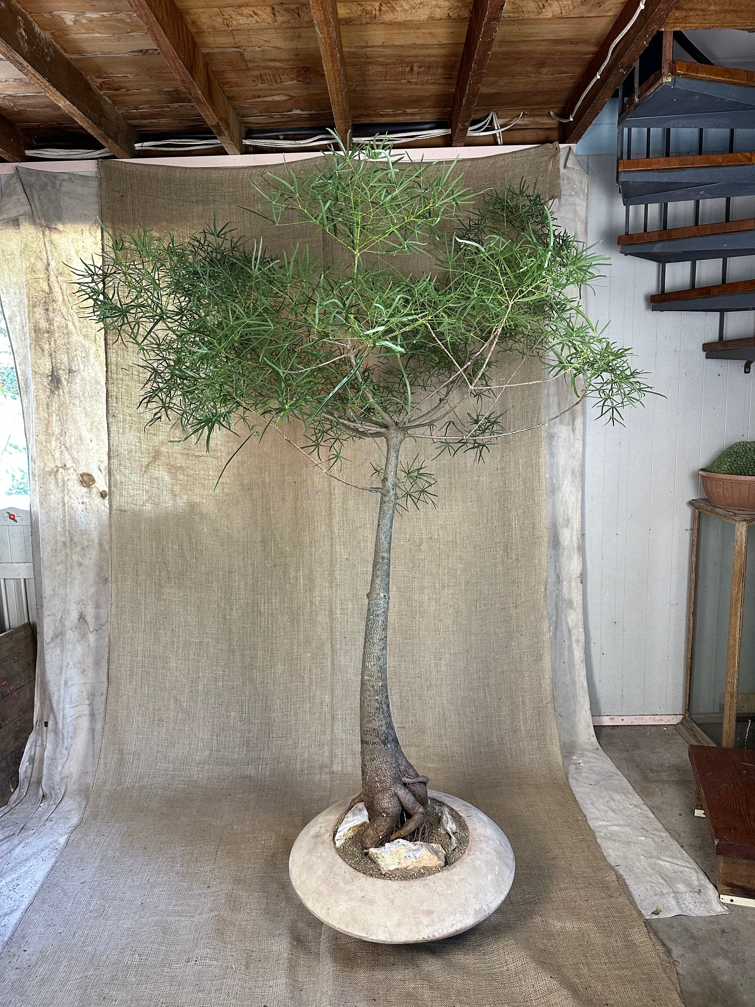 Bottle Tree (Brachychiton rupestris) in Terracotta UFO Pot