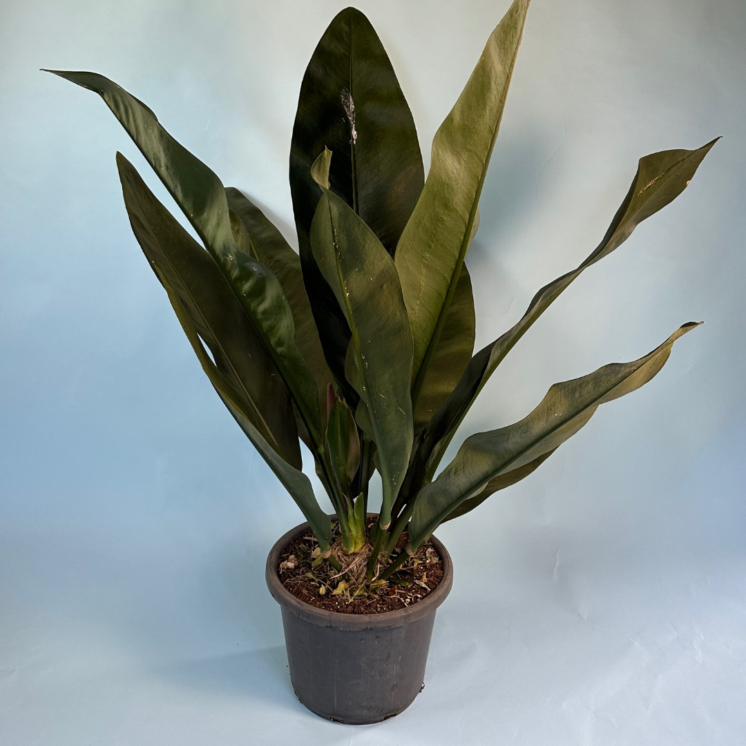 Anthurium coracieum (Paddle leaf Anthurium) Living Sculpture - Specimen 3