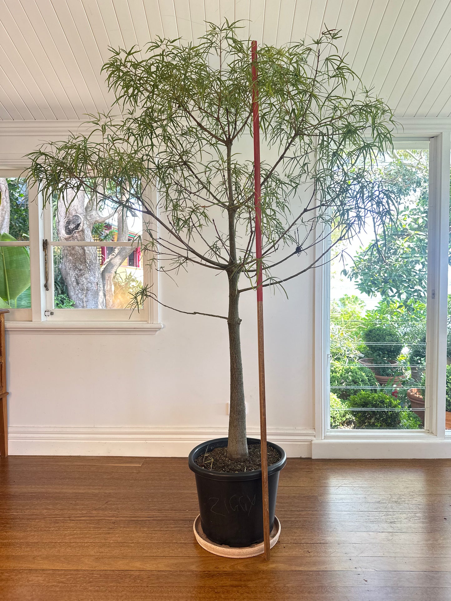 Bottle Tree / Brachychiton rupestris / Ø40cm / 2m tall / "Ziggy"