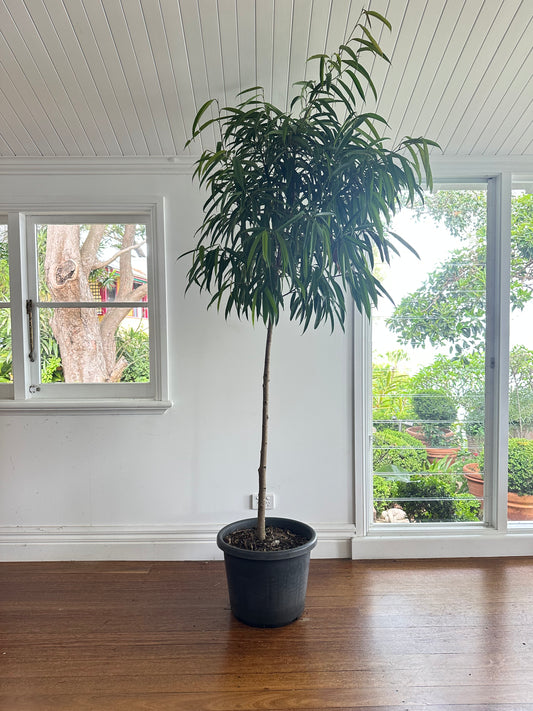 Narrow Leaf Fig Standard / Ficus longifolia / Ø40cm / 2.5m h / "Sarah"