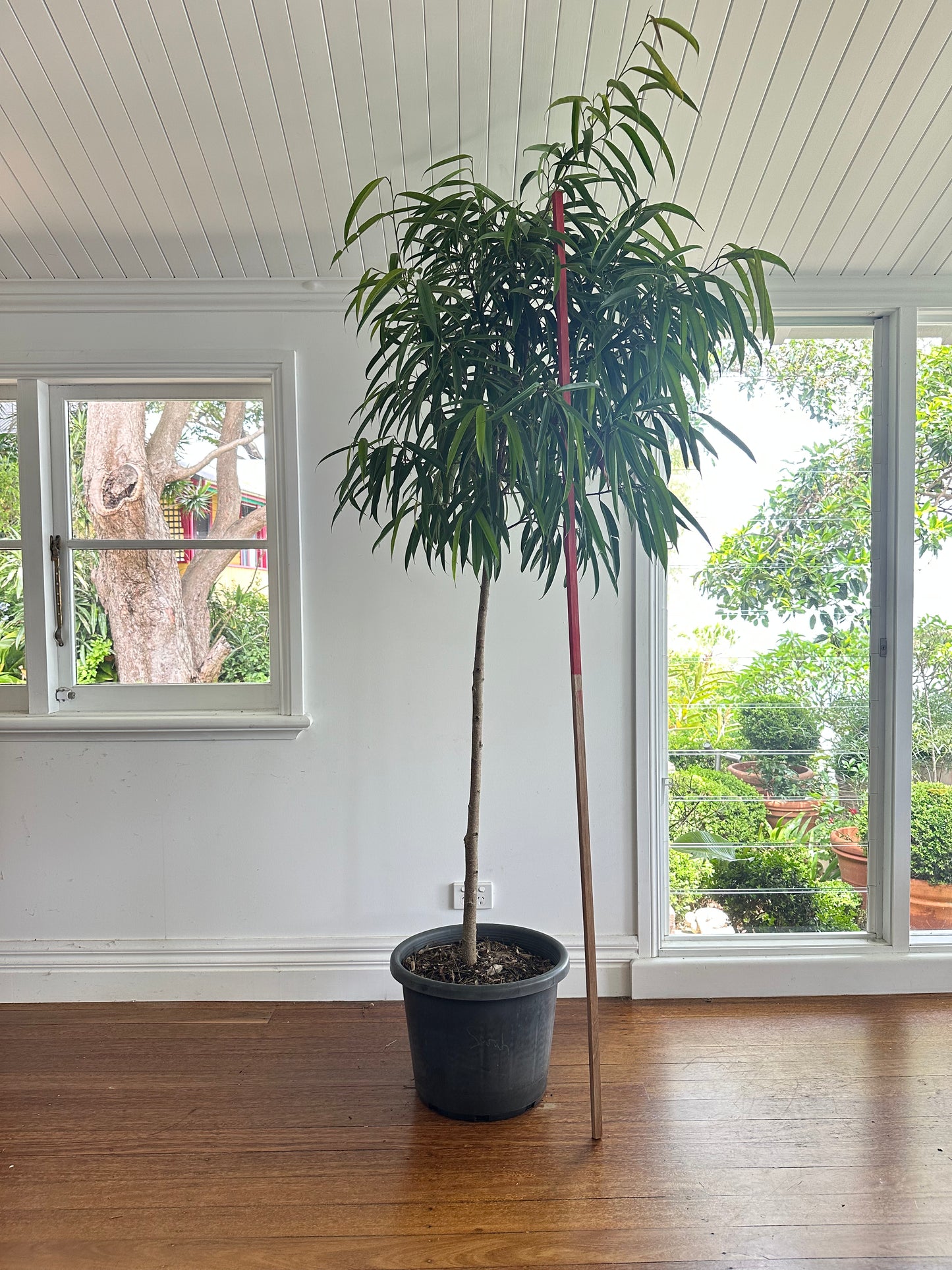 Narrow Leaf Fig Standard / Ficus longifolia / Ø40cm / 2.5m h / "Sarah"