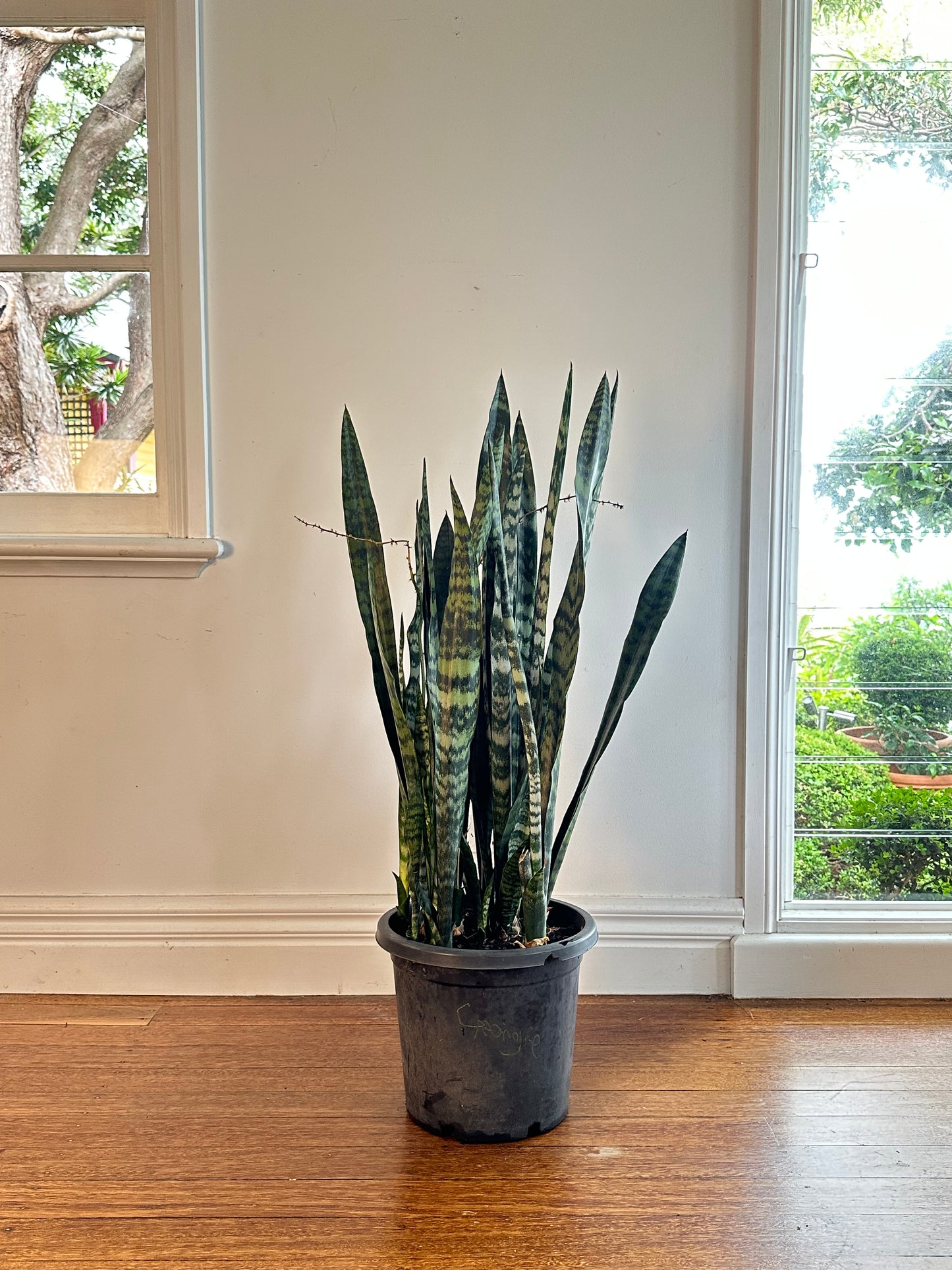 Snake Plant / Dracaena trifasciata / Ø30cm / 1.3m h / "Andy"