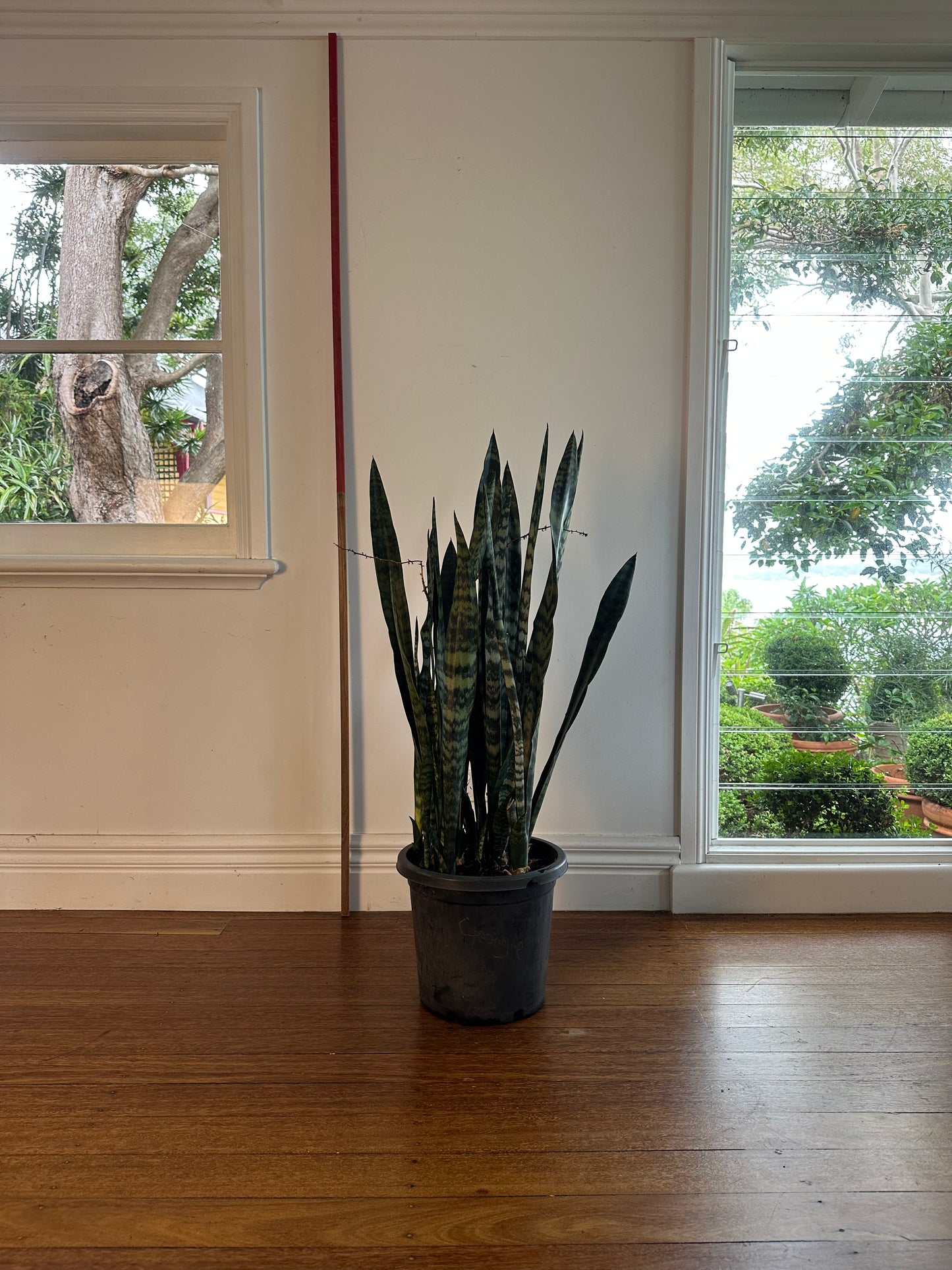 Snake Plant / Dracaena trifasciata / Ø30cm / 1.3m h / "Andy"