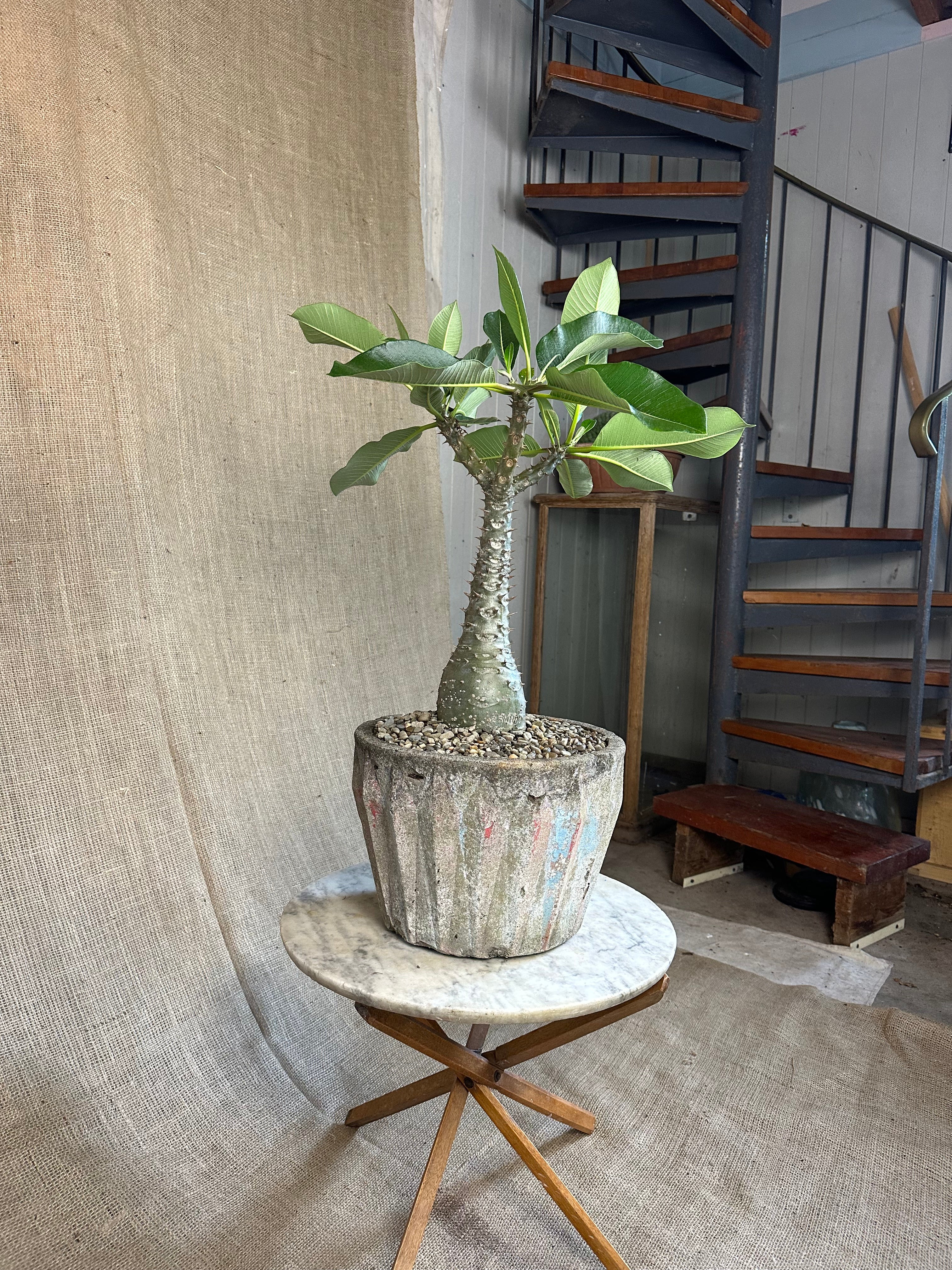 Pachypodium baronii in Mid-Century Concrete Pot