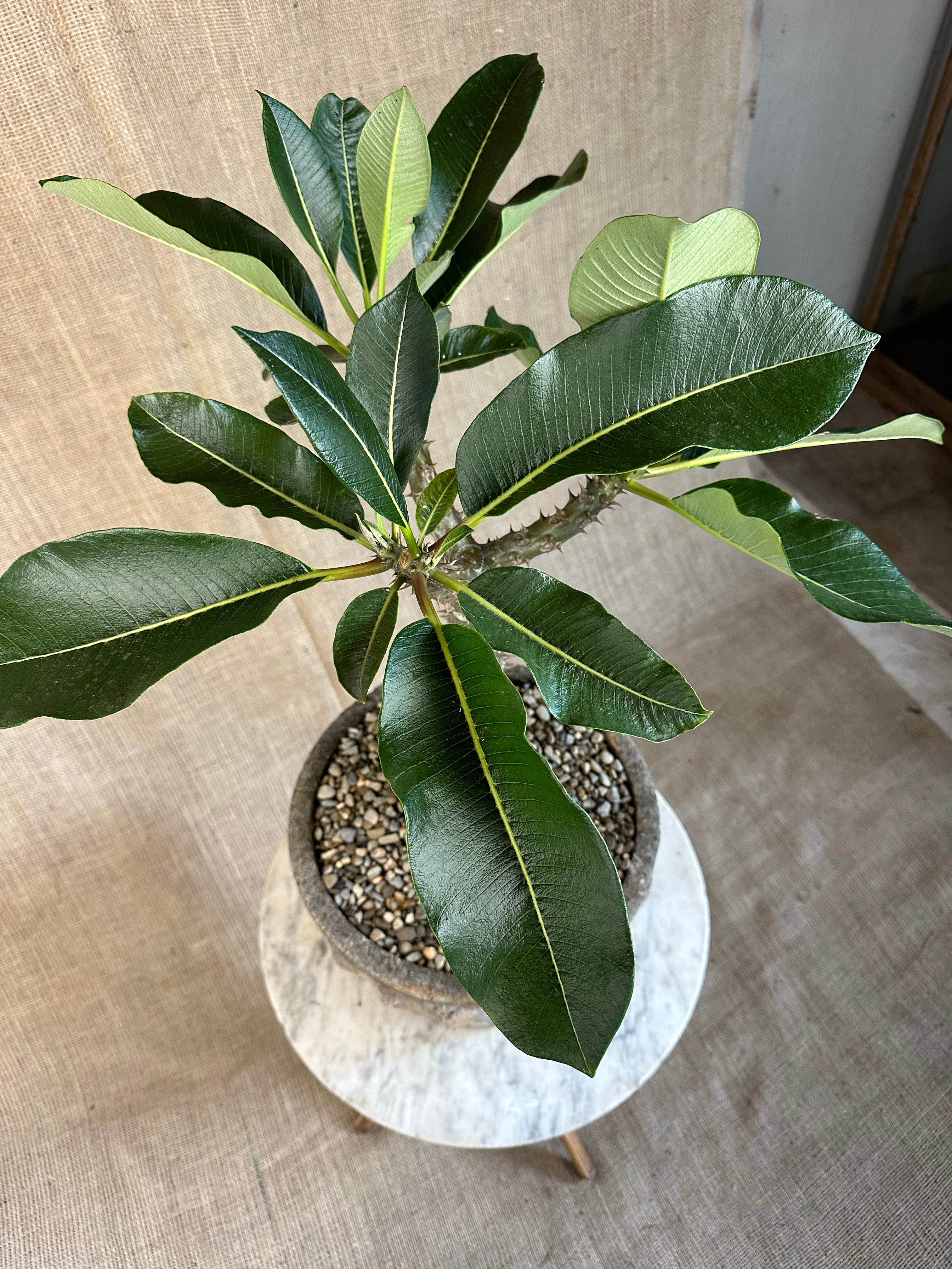 Pachypodium baronii in Mid-Century Concrete Pot