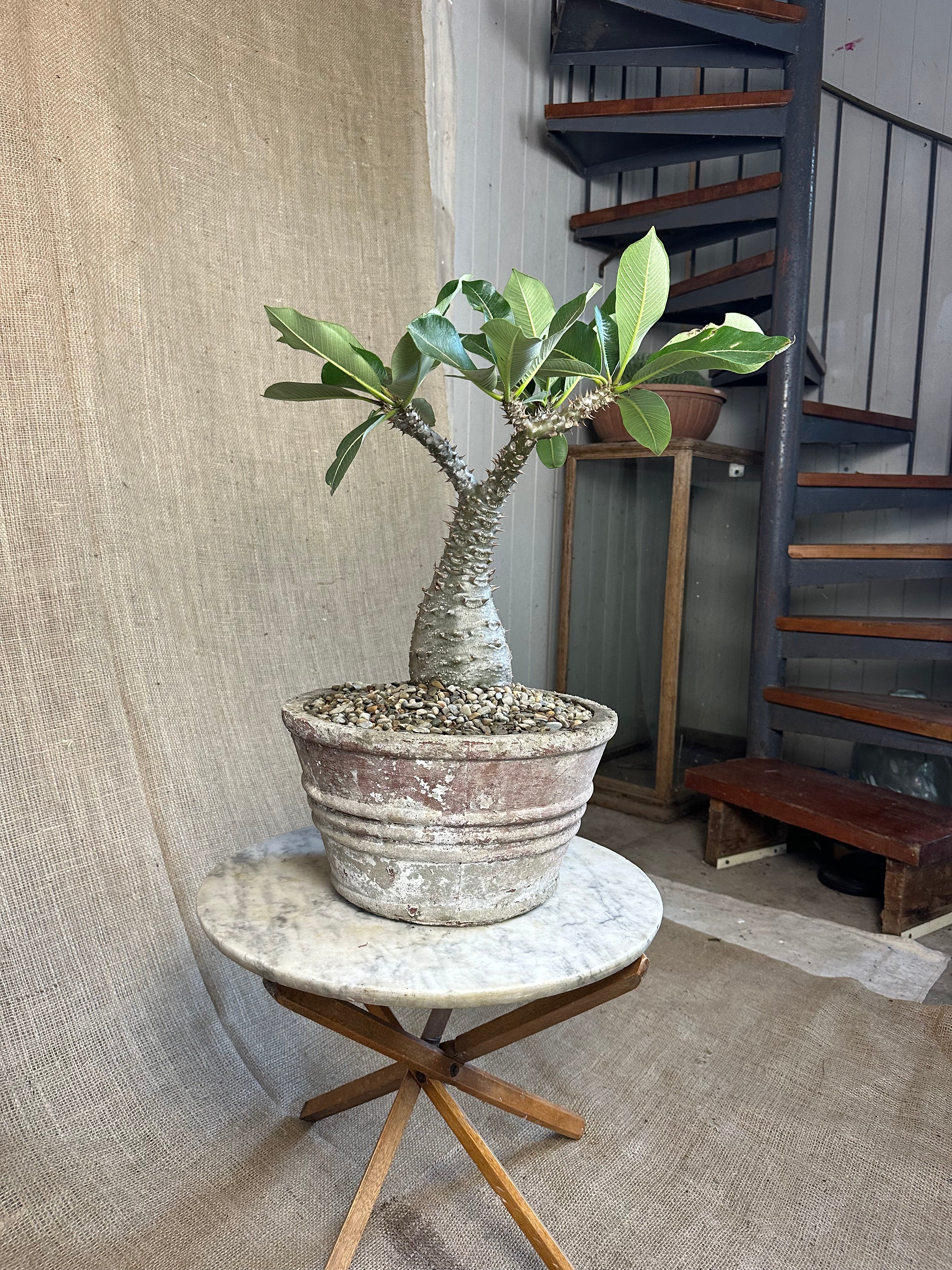 Pachypodium baronii in Mid-Century Concrete Pot