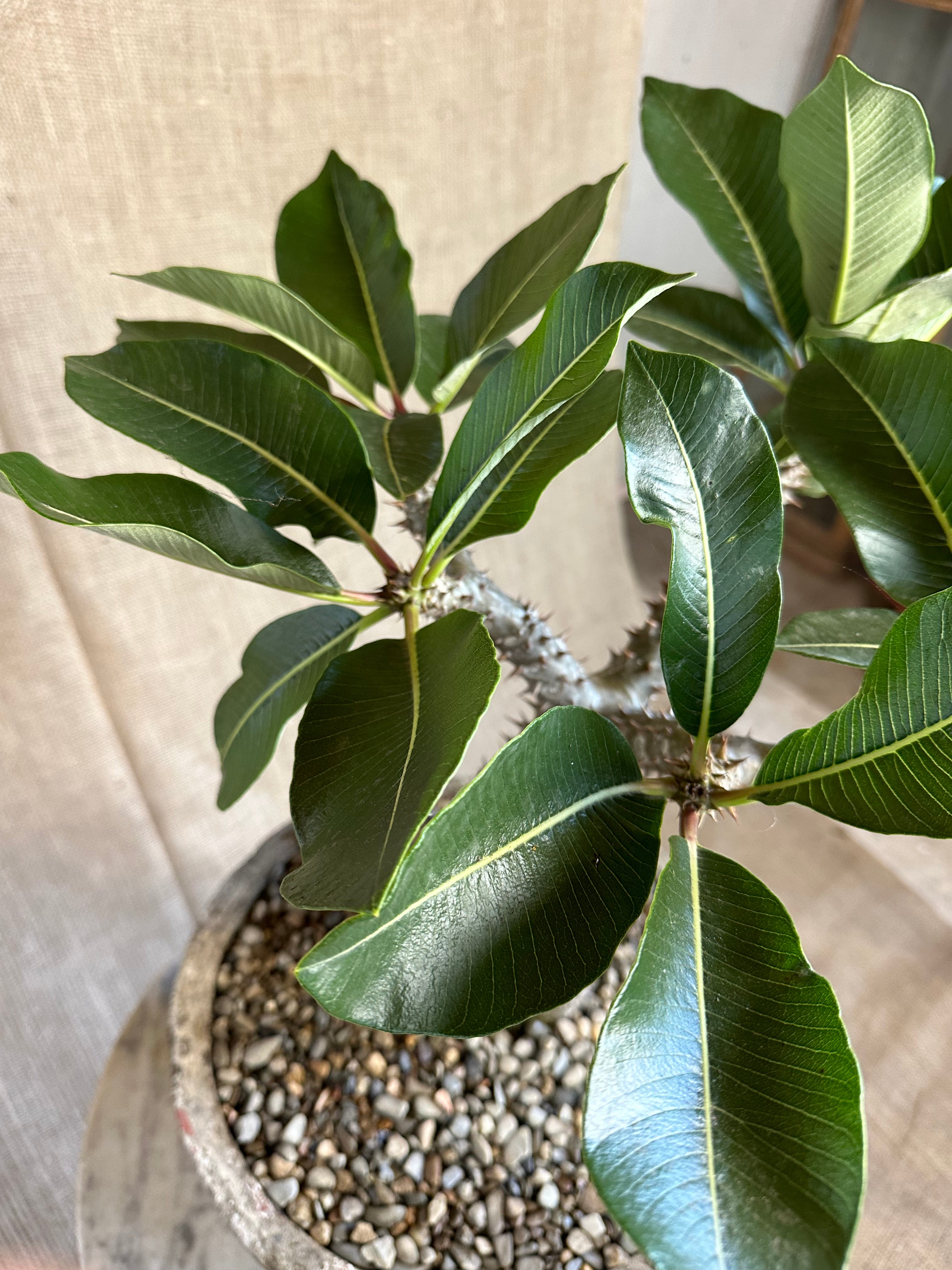 Pachypodium baronii in Mid-Century Concrete Pot