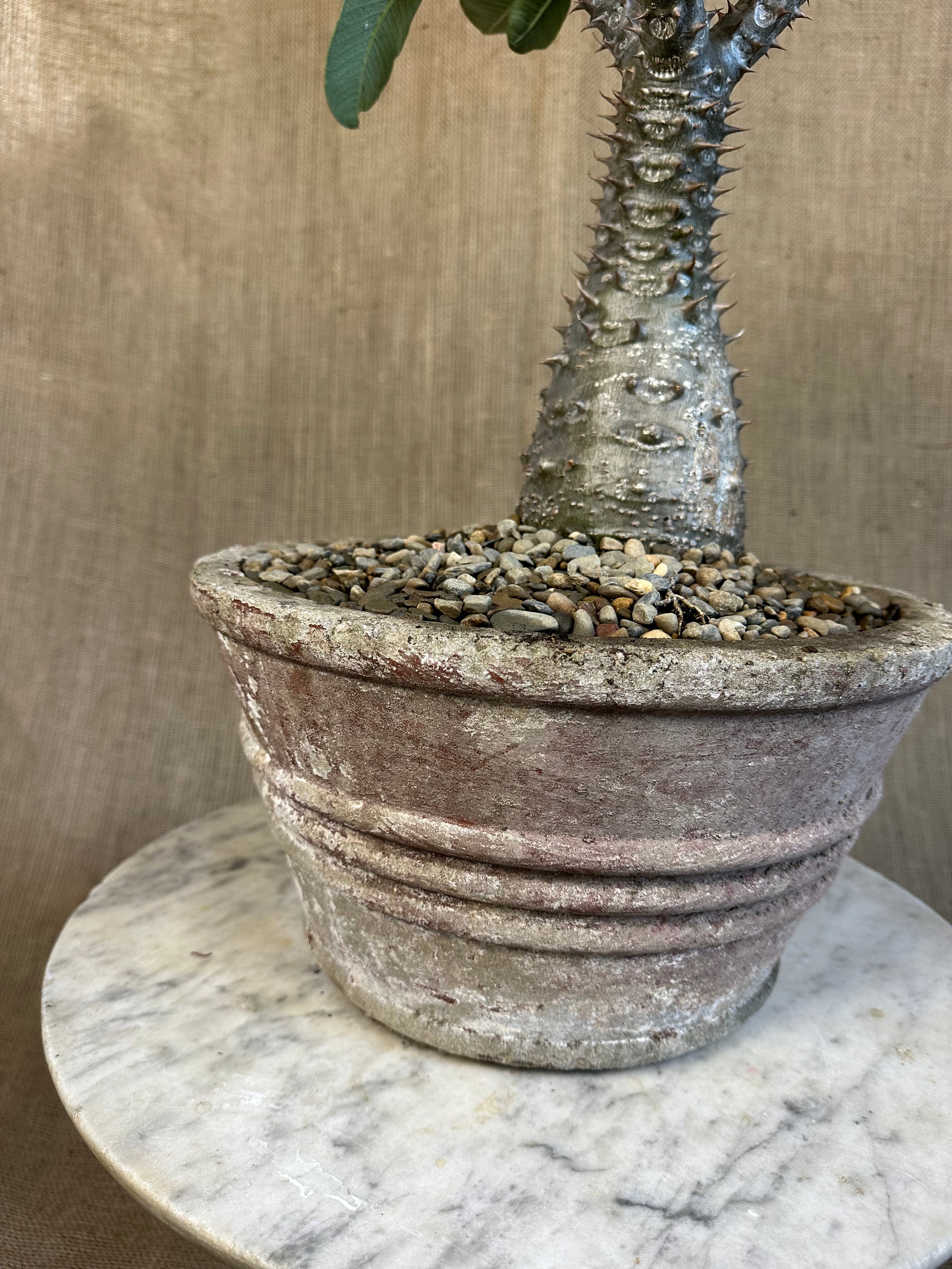 Pachypodium baronii in Mid-Century Concrete Pot