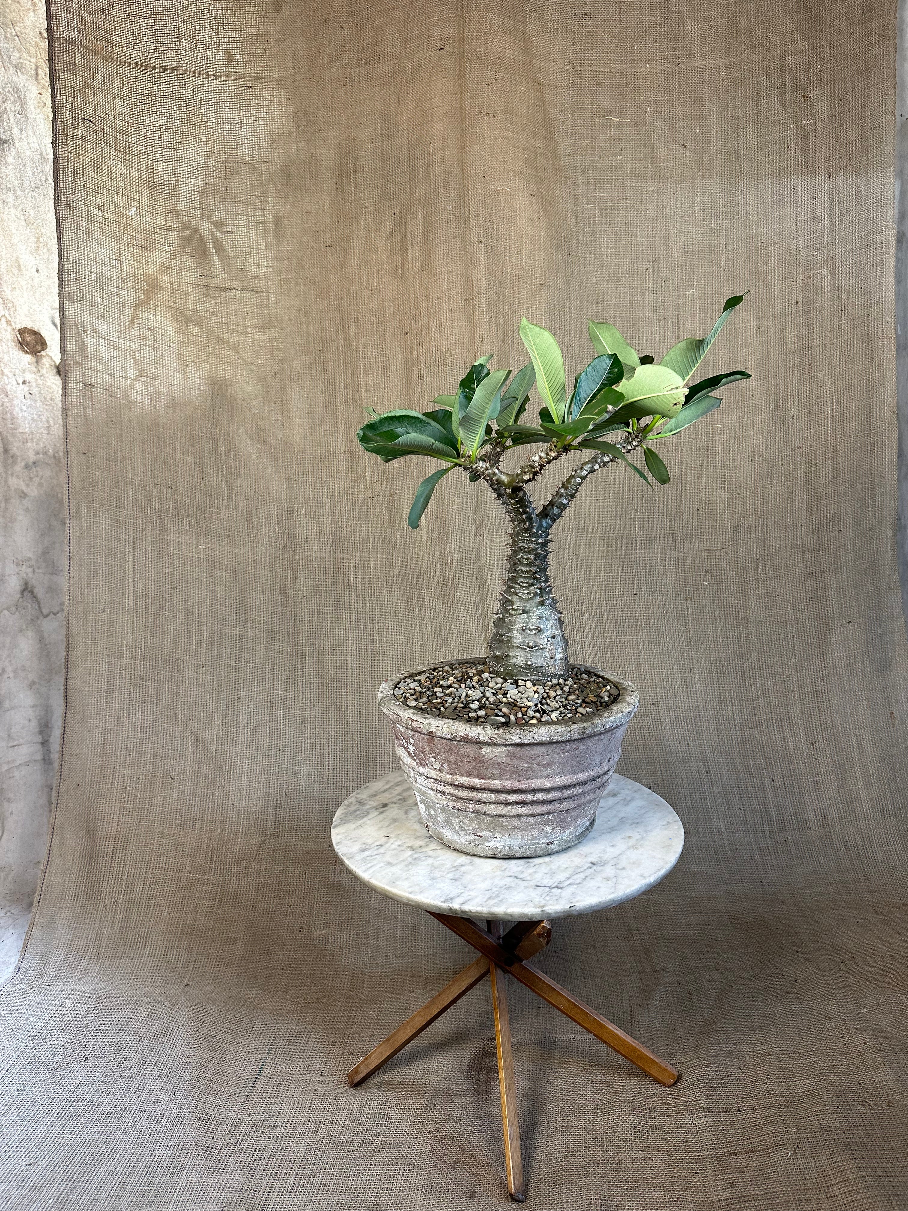 Pachypodium baronii in Mid-Century Concrete Pot