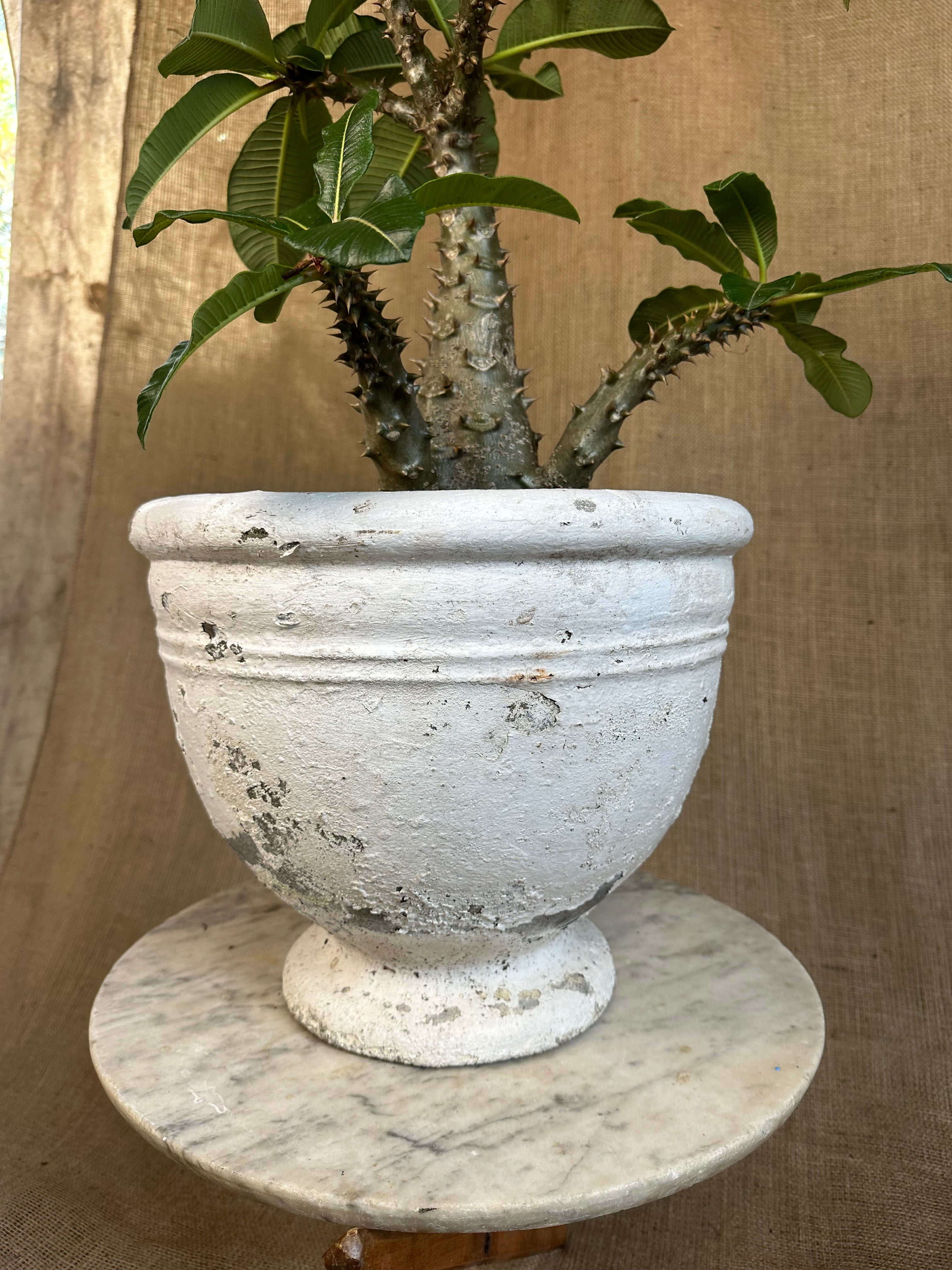 Pachypodium baronii in Mid-Century Concrete Pot