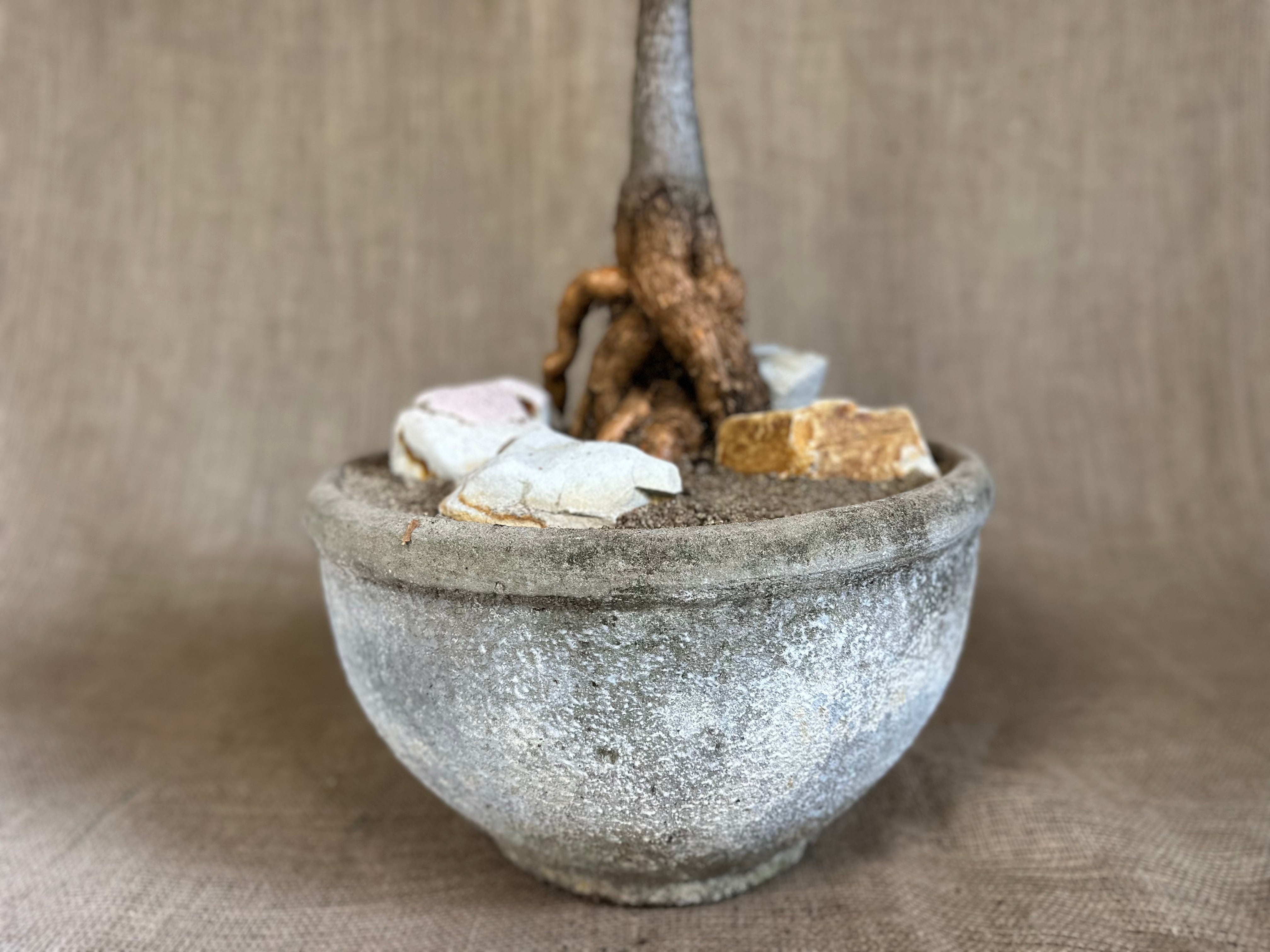 Bottle Tree (Brachychiton rupestris) in White Concrete Pot