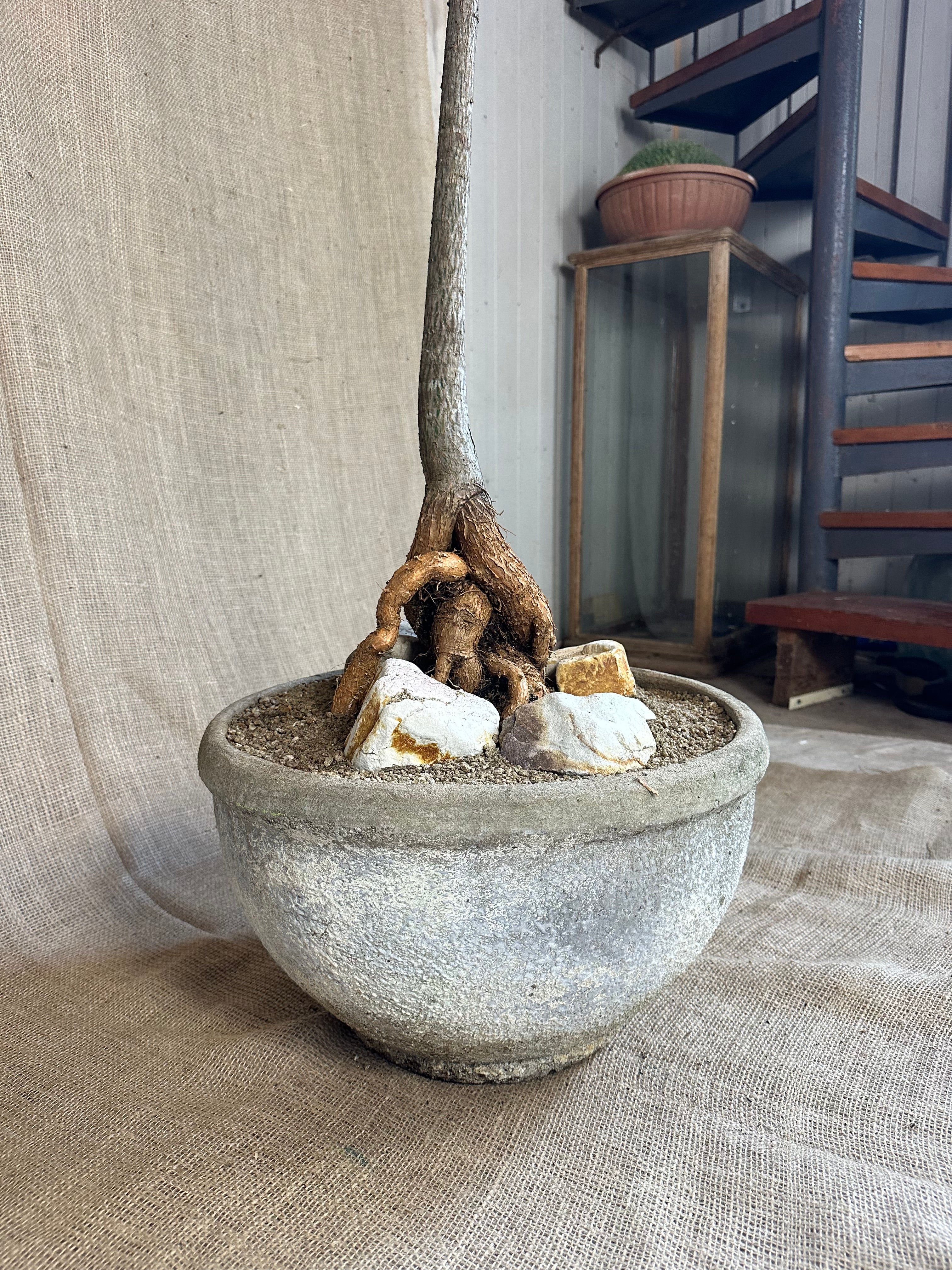 Bottle Tree (Brachychiton rupestris) in White Concrete Pot
