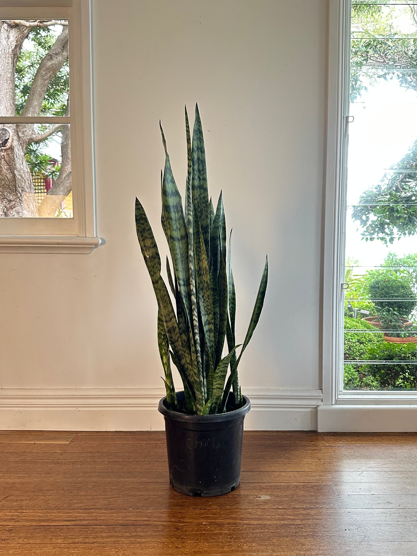 Snake Plant / Dracaena trifasciata / Ø30cm / 1.3m h / "Charlie"