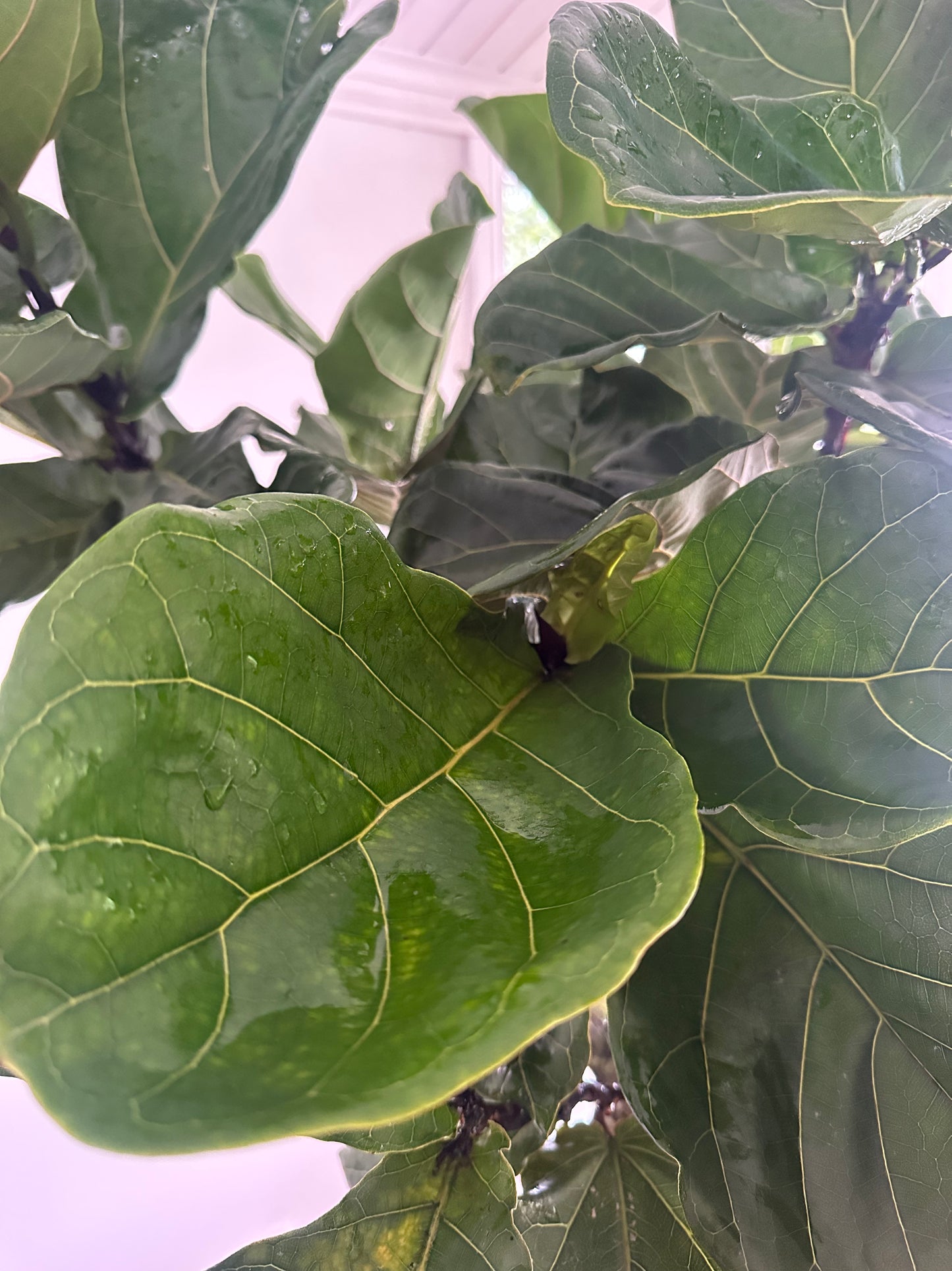 Fiddle Leaf Fig / Ficus lyrata / Ø40cm / 2m h / "Lazarus"