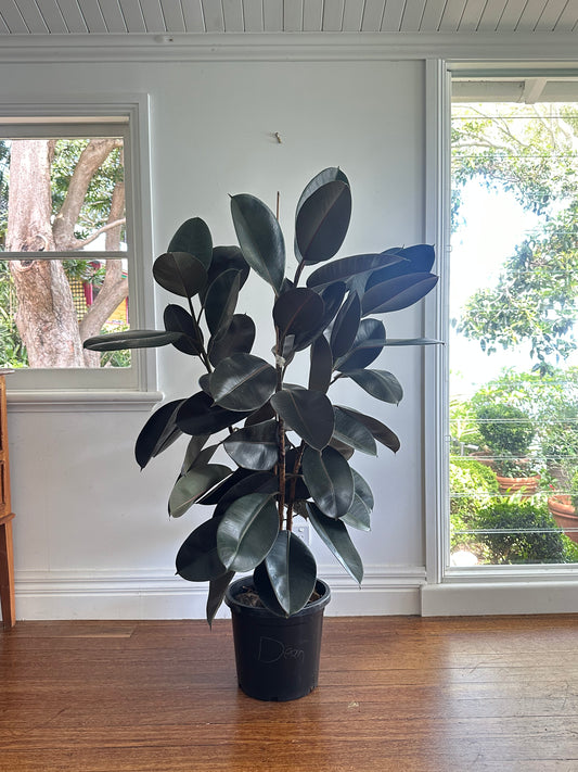 Rubber tree / Ficus elastica Burgundy / Ø30cm / 1.7m h / "Dean"