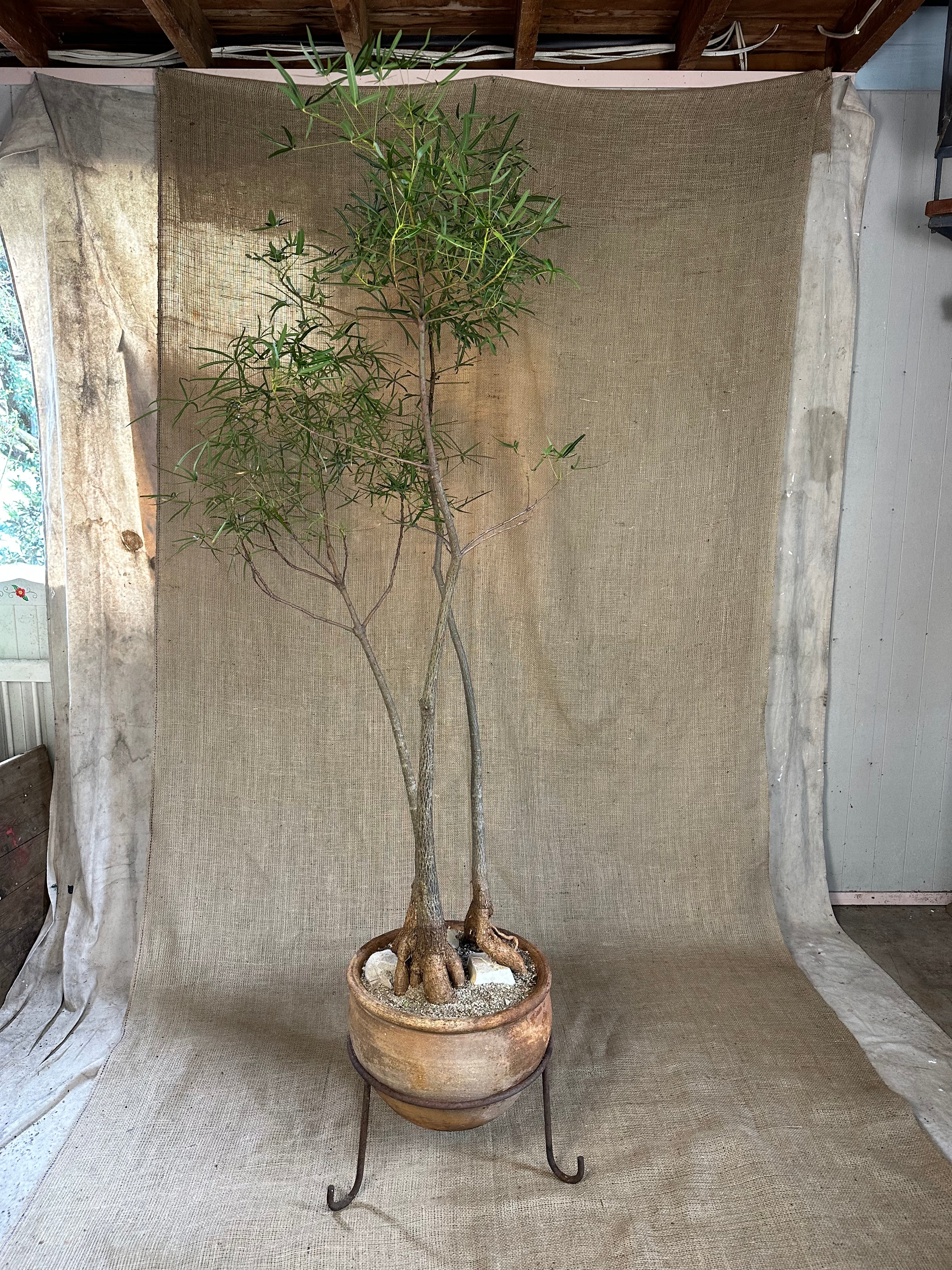 Bottle Trees (Brachychiton rupestris), Forest Planting in Vintage Terracotta Pot with Stand