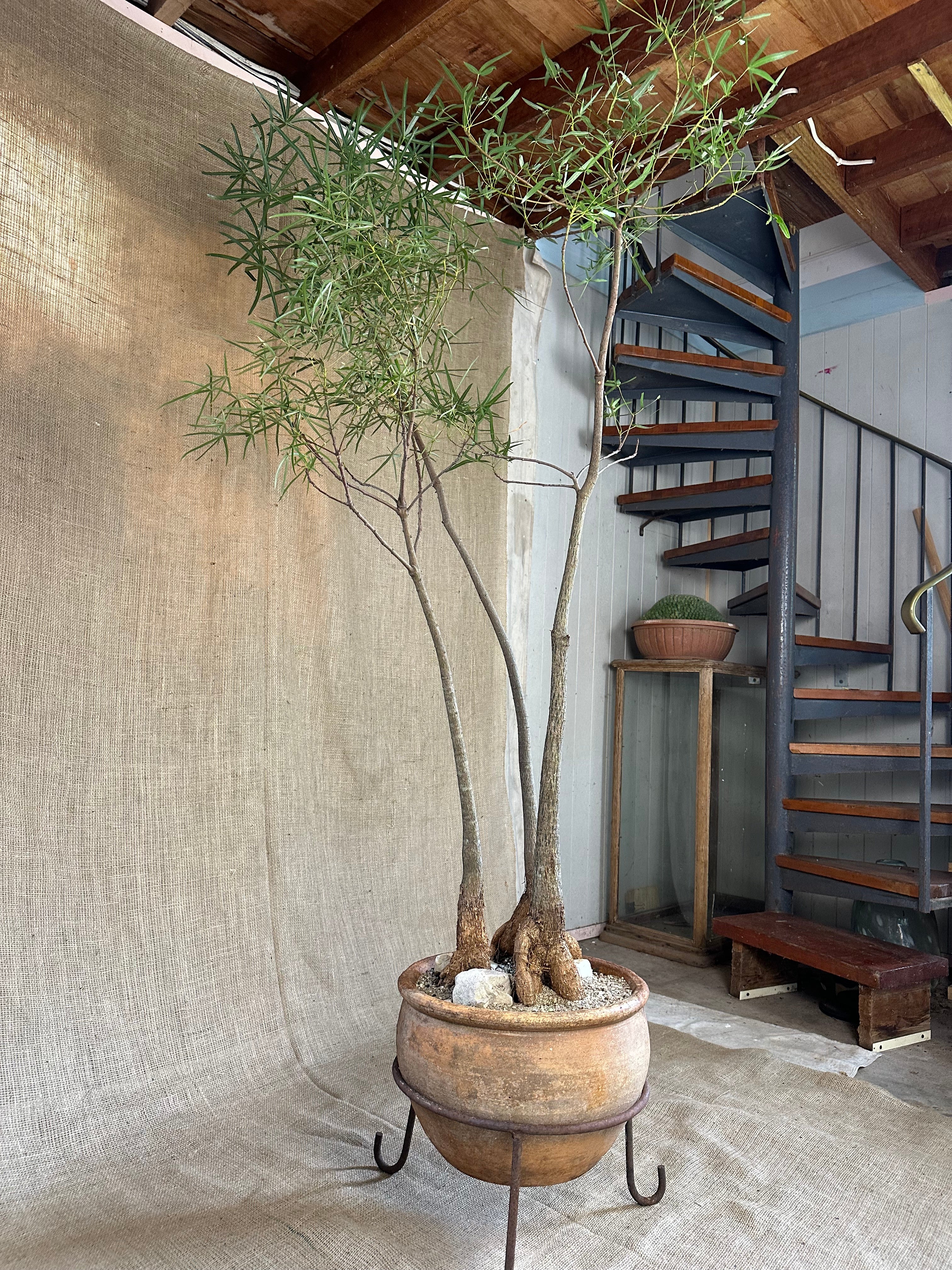 Bottle Trees (Brachychiton rupestris), Forest Planting in Vintage Terracotta Pot with Stand