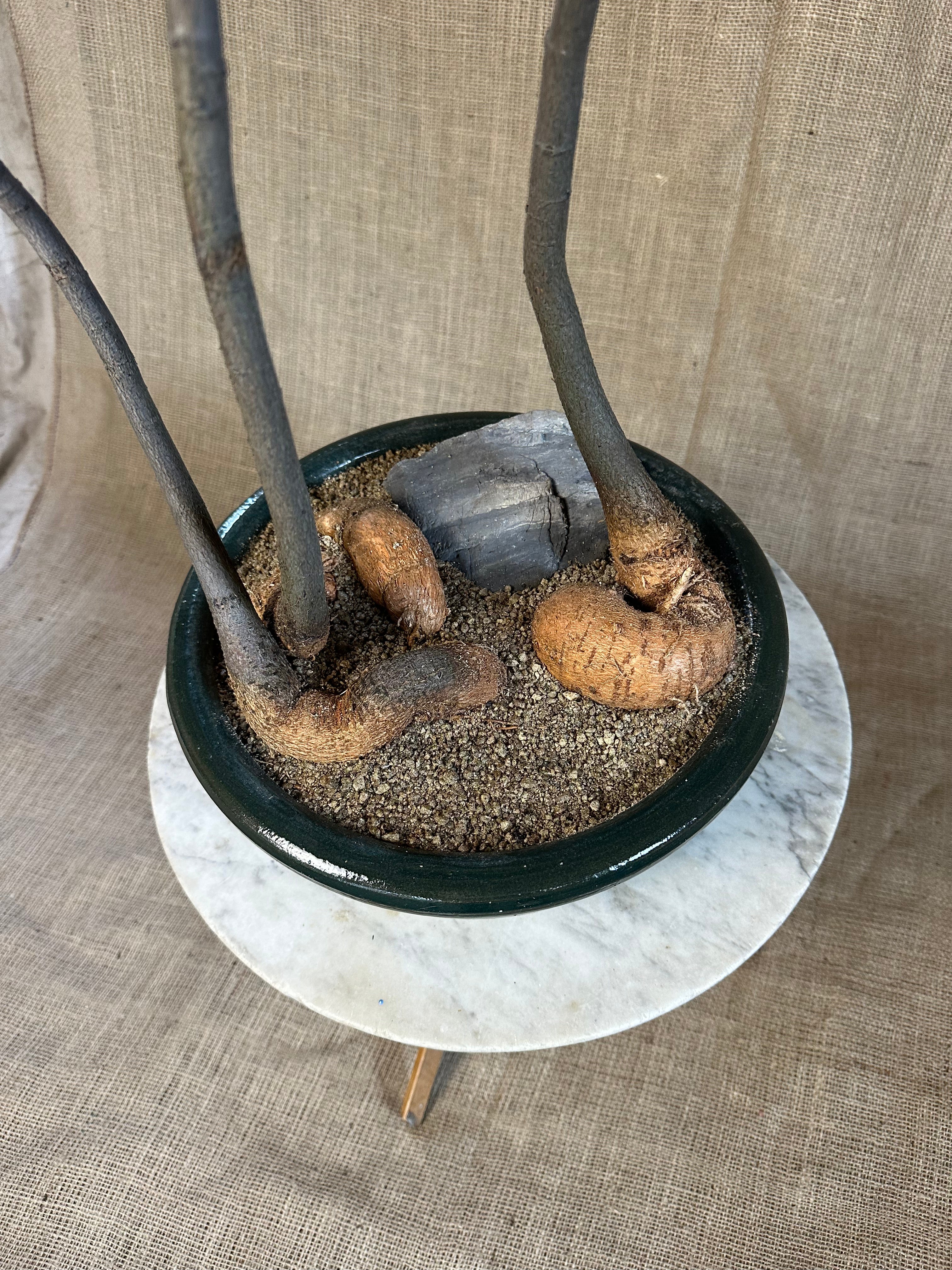 Bottle Tree Forest (Brachychiton rupestris) in Green Glazed Bowl